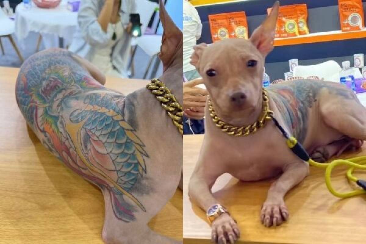 The dog’s owner even made the animal wear a wristwatch and a gold chain. Photo: RedNote