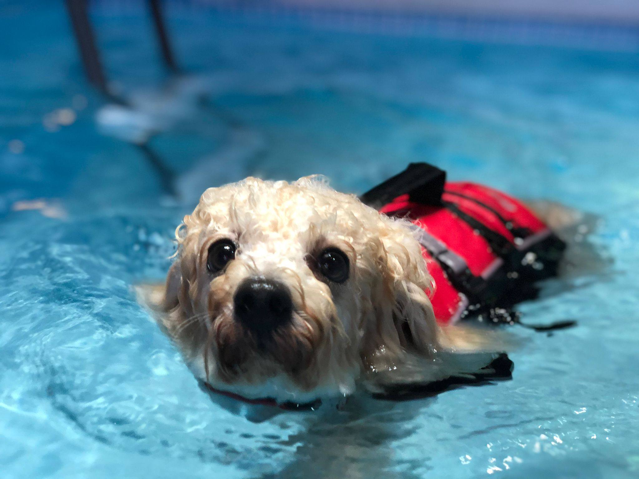 Swimming is an excellent low-impact exercise for dogs that can reduce stress and inflammation in the joints and help them burn fat, recover from injury, build cardiovascular fitness and more, experts say. Photo: Raymond Mak