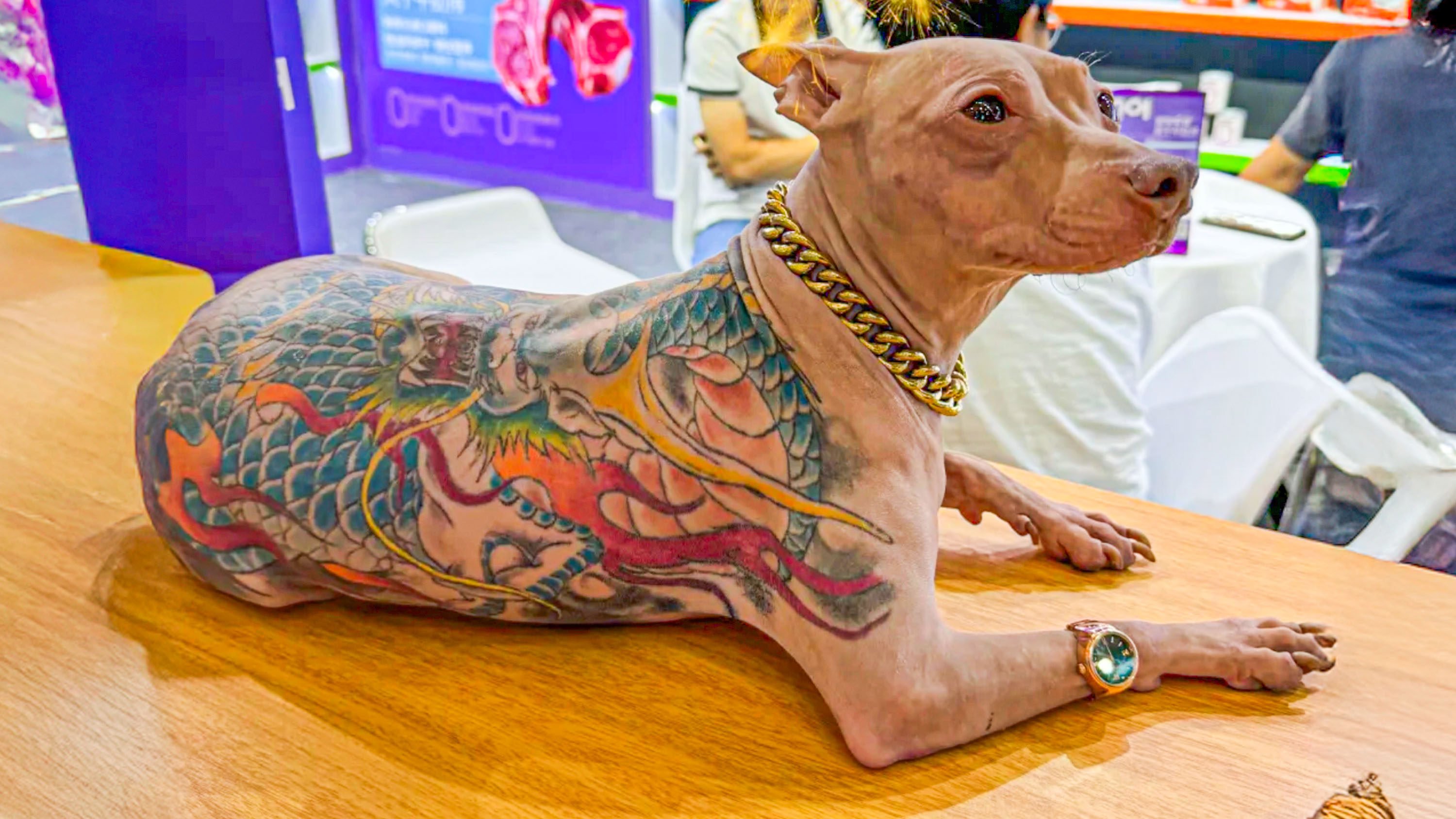 The owner of a tattooed dog attending a pet fair in Shanghai sparked outrage after boasting that his pet had been inked without anaesthesia, leading to his banning from the event.  Photo: RedNote