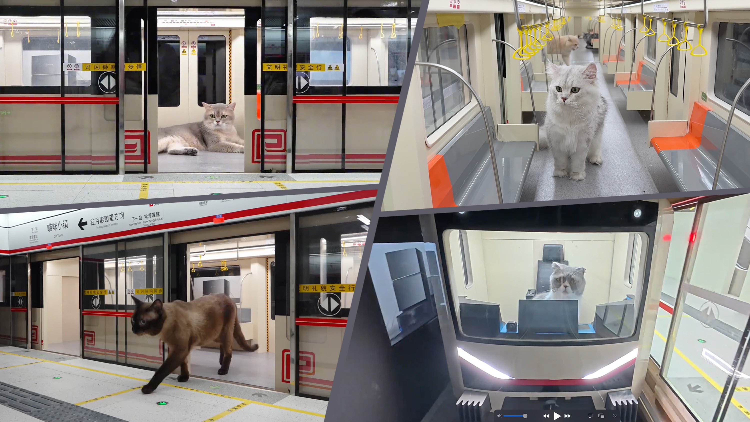 Not AI': China influencer takes 4 months to build mini cat