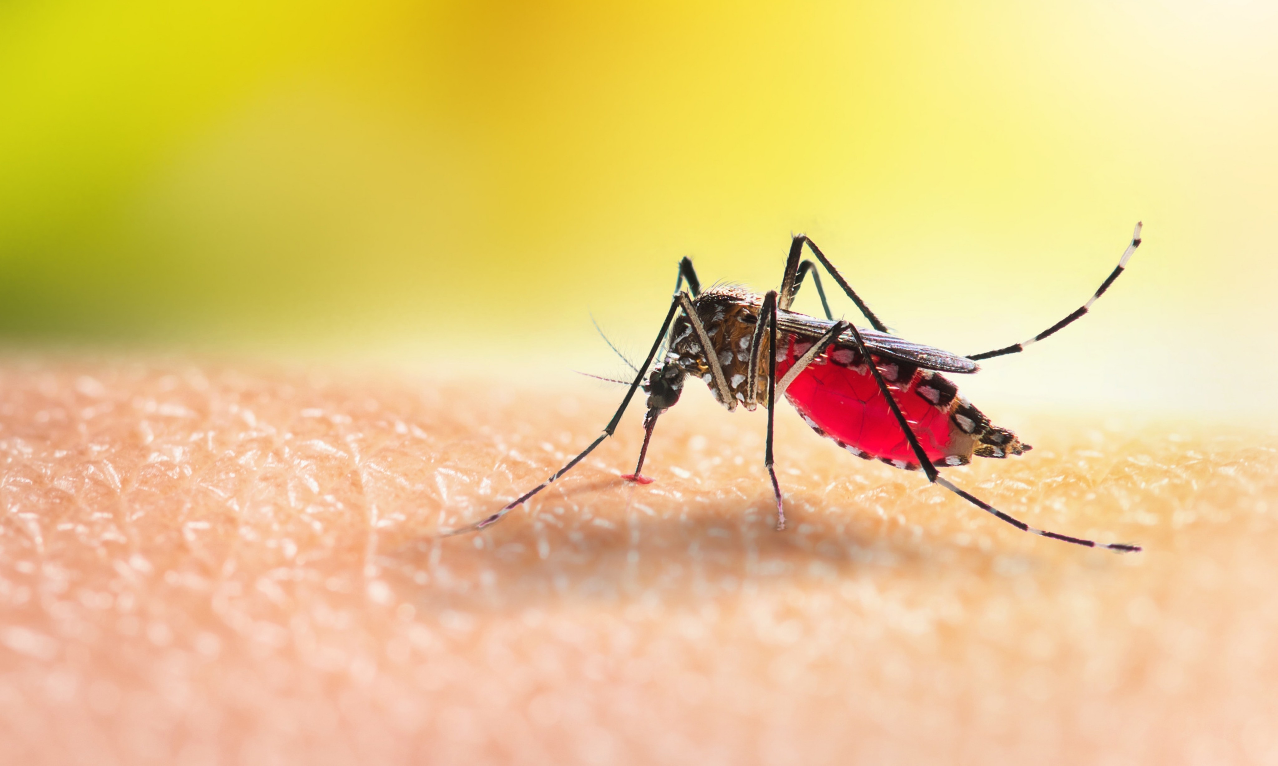 Chikungunya is a mosquito-borne disease. Mosquitoes pick up the virus from an infected individual and pass it on to the next person they bite. Photo: Shutterstock