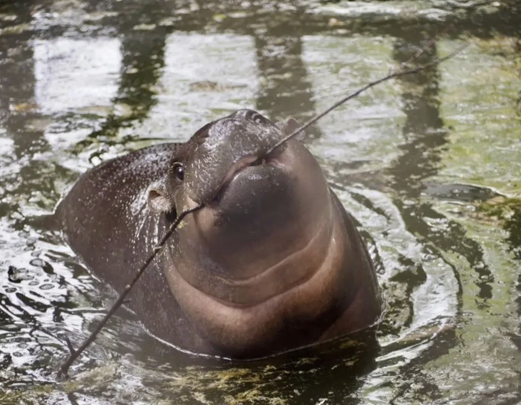 Moo Deng, the world-famous pygmy hippo, lives with her parents at Khao Kheow Open Zoo. Photo: Instagram/immoodeng