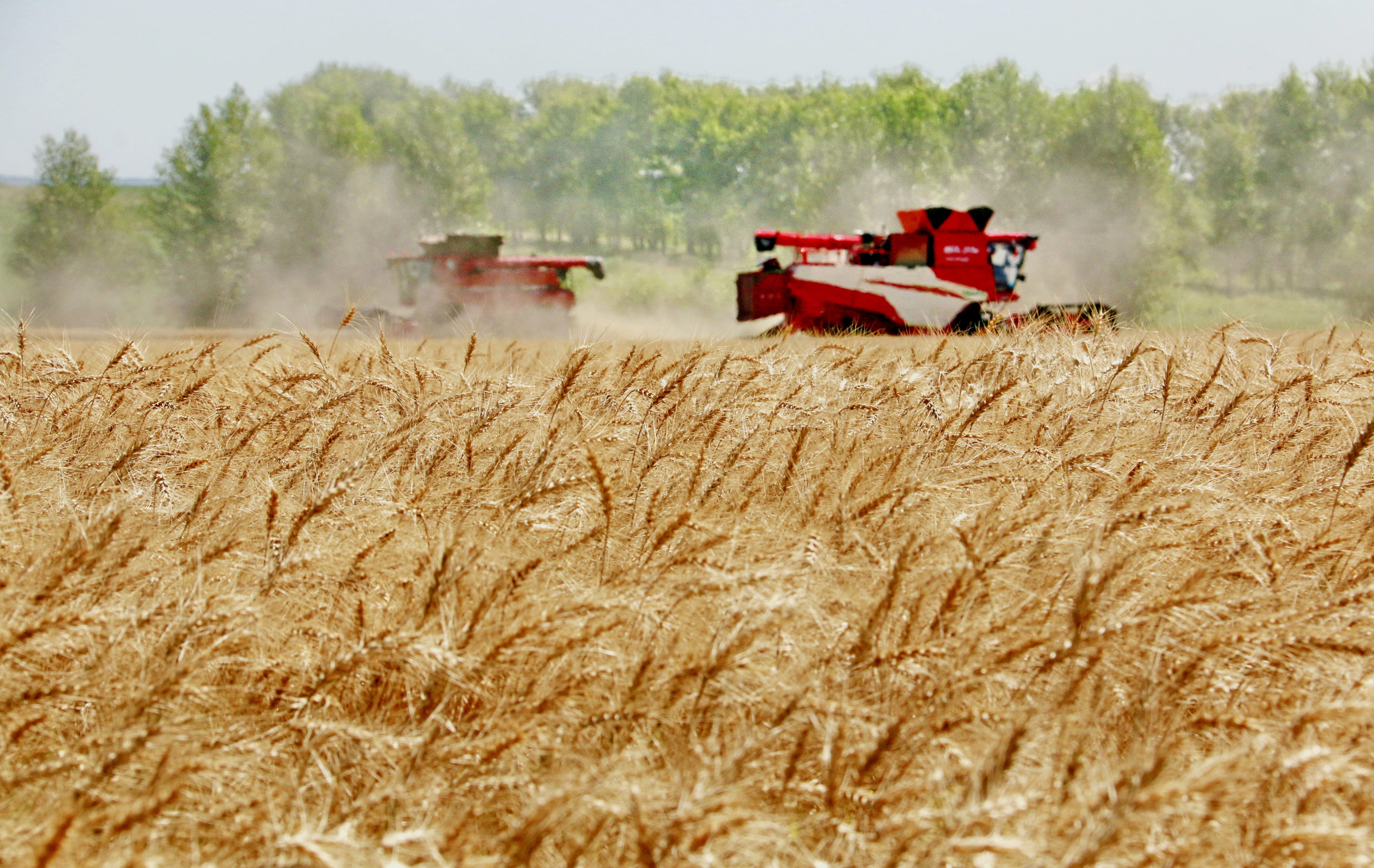 Combine harvesters plough through wheat in the field in Heihe, in northeast Heilongjiang province, on August 5. Ensuring grain supplies and food security has been a primary goal of the Communist Party for decades. Photo: Xinhua