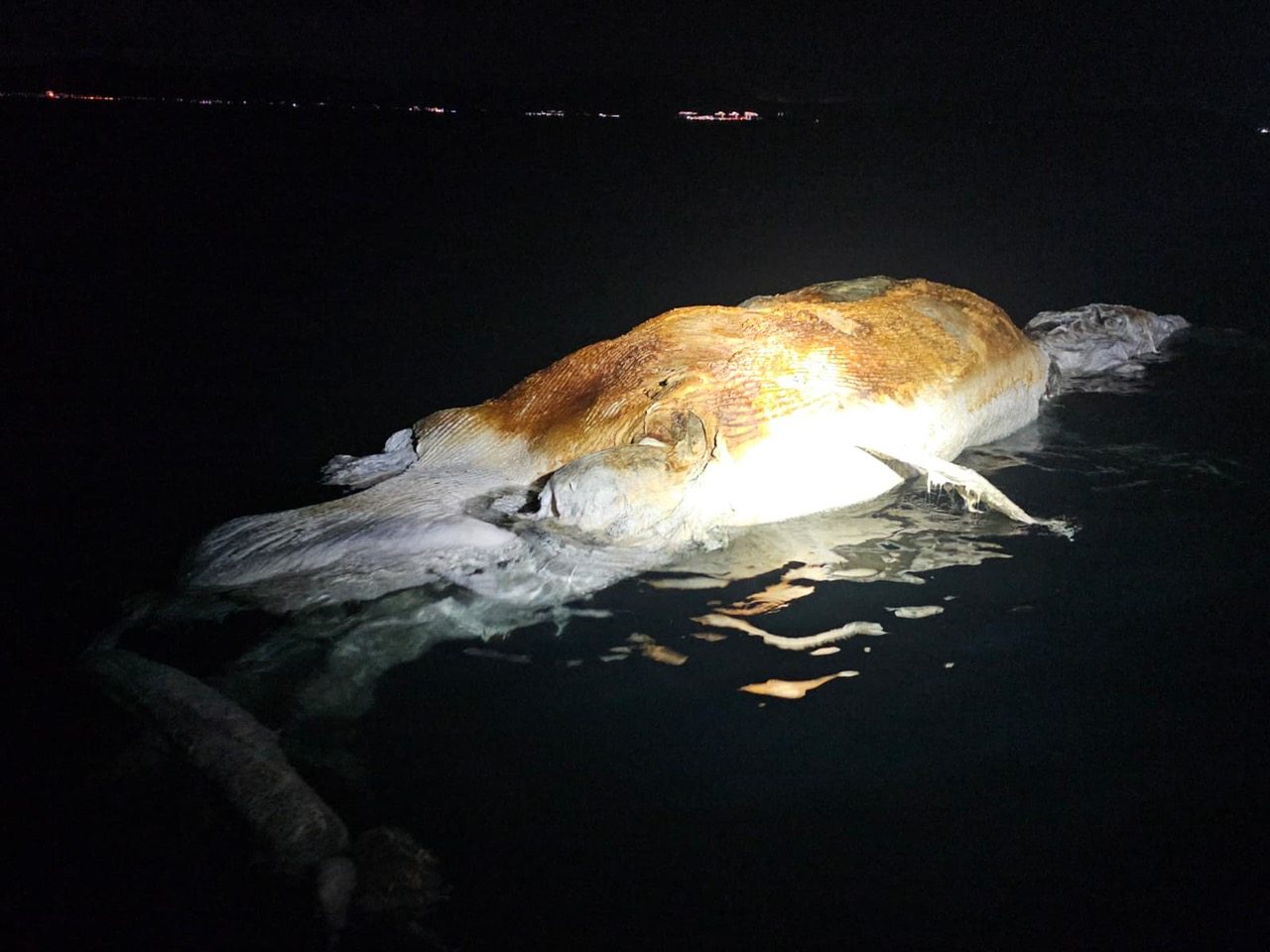 The advanced state of decomposition makes a necropsy to determine the cause of death impossible, authorities say. Photo: Handout