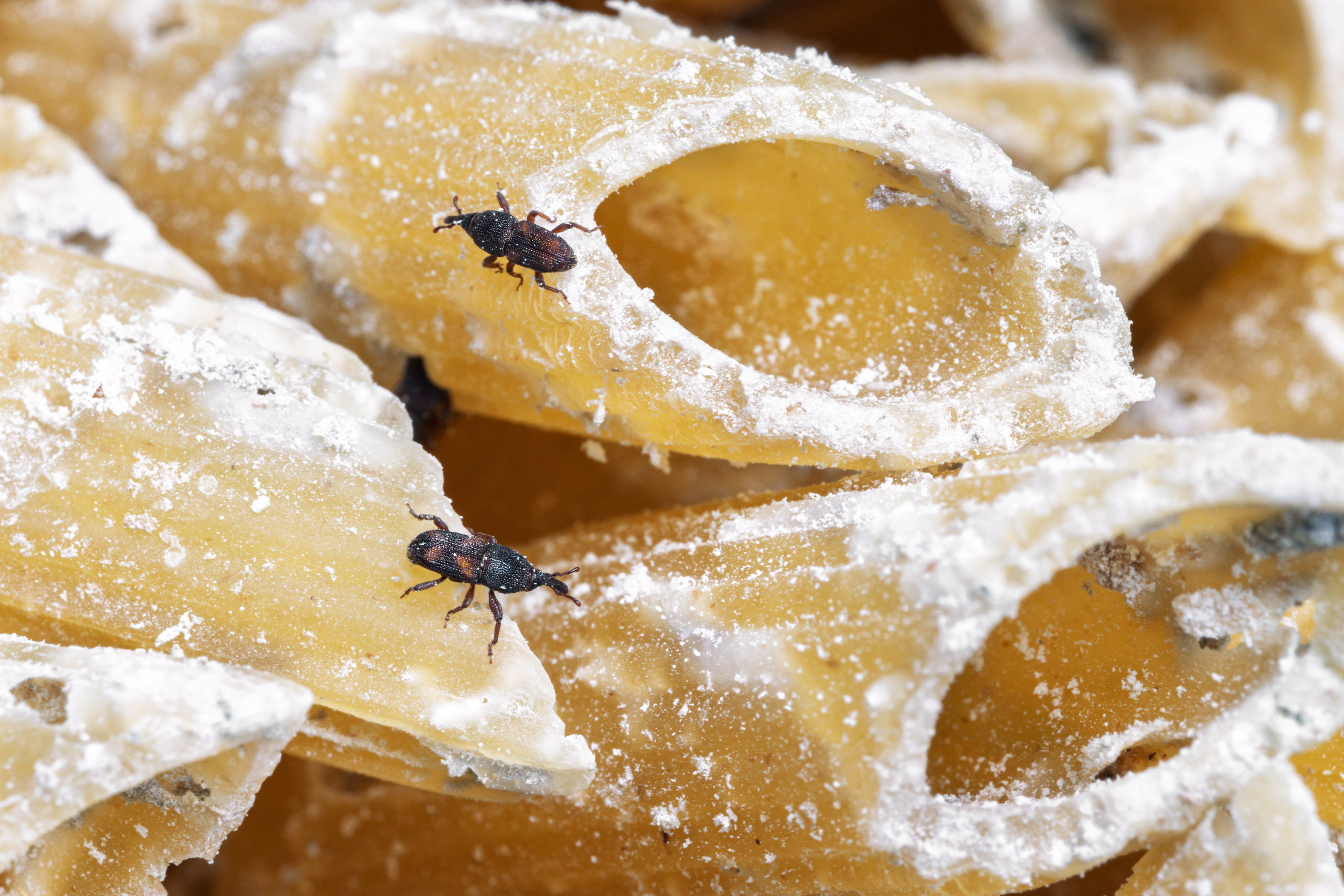 Rice weevils feed on uncooked pasta. Fortunately, the insects are harmless to humans, even if consumed. Photo: Getty Images