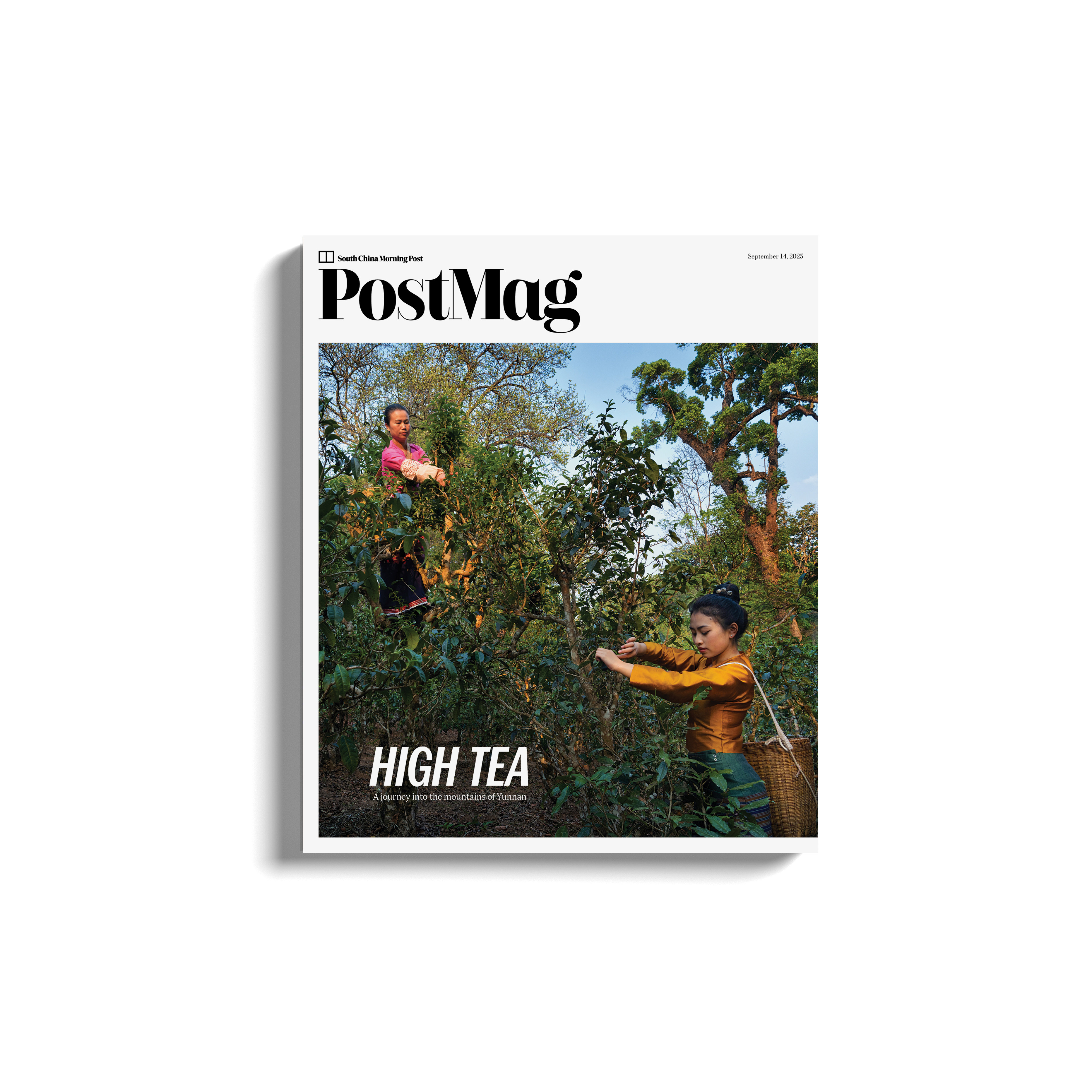 Tea grower Yi Zhang and her stepdaughter Ye Nanen pluck leaves in Da Ping Zhang, a forest on Jingmai Mountain, Yunnan province, on the cover of this week’s PostMag print edition. Photo: Justin Jin