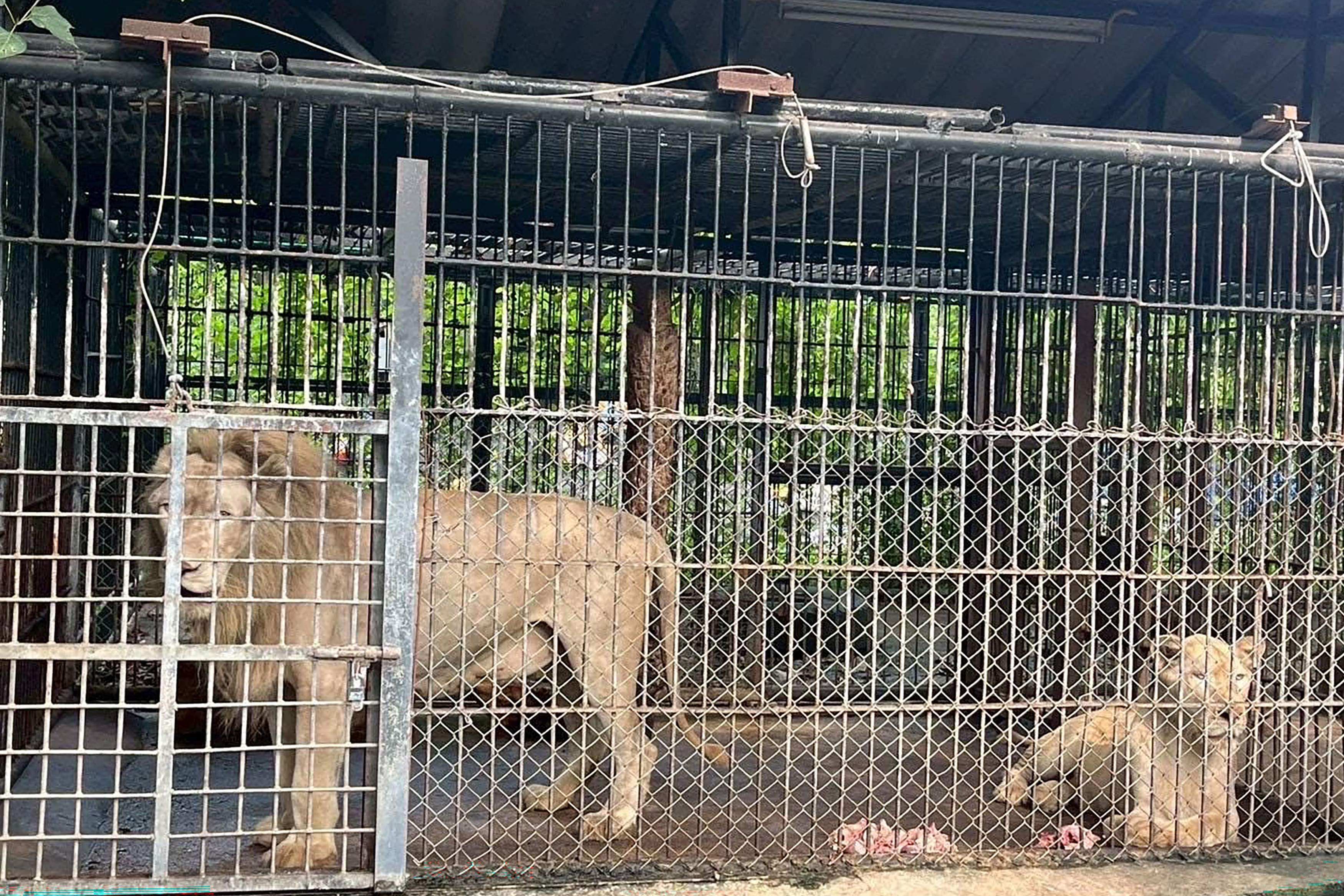 Lions involved in a fatal attack on a zookeeper looking on in an enclosure at the Safari World wildlife park in Bangkok on Thursday. Photo: Thailand’s Department of National Parks, Wildlife and Plant Conservation / AFP
