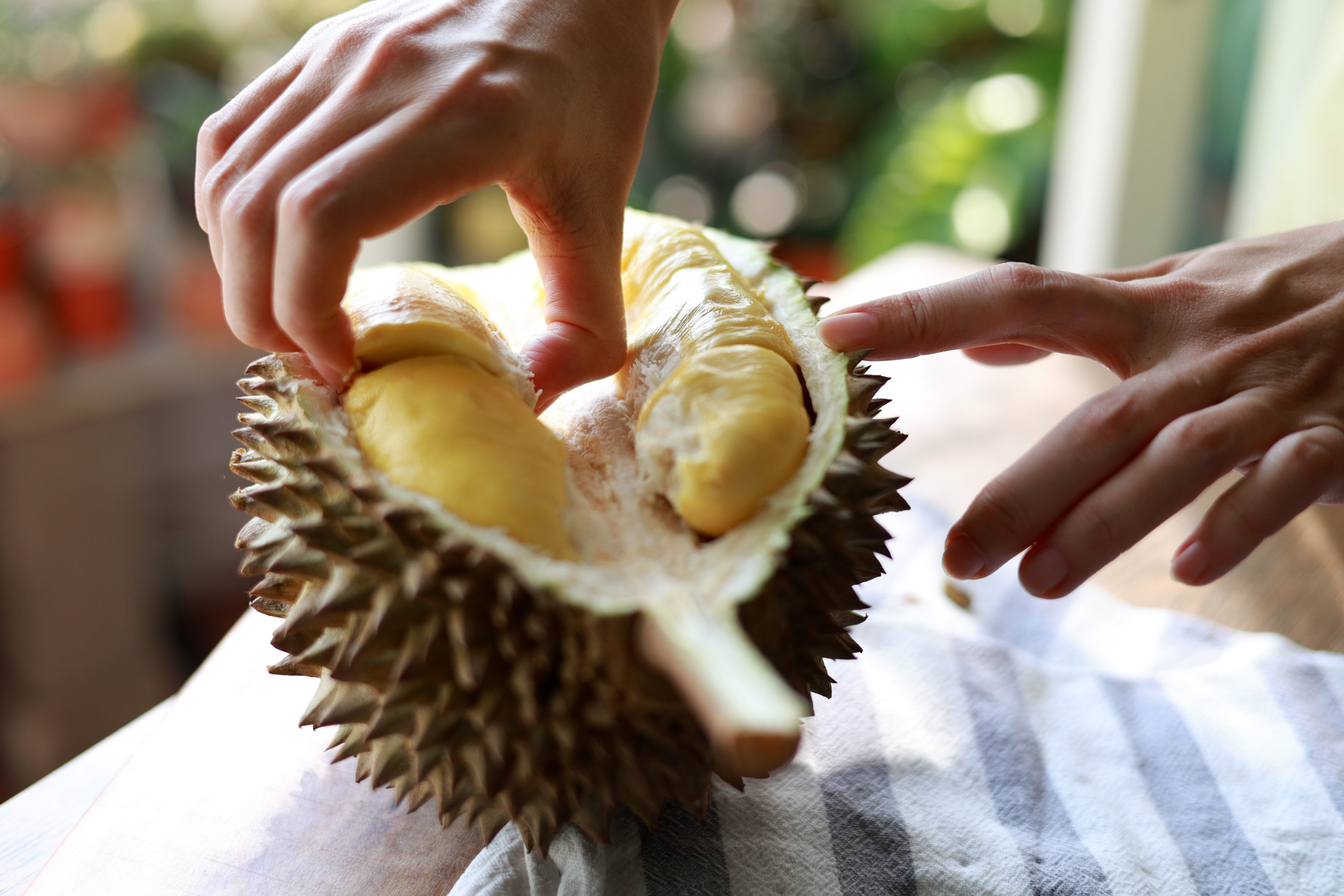 Durian is native to Southeast Asia, but China is now the world’s biggest market for the “king of fruits”. Its new “durian express” system will transport more of the fruits to northern China faster. Photo: Getty Images