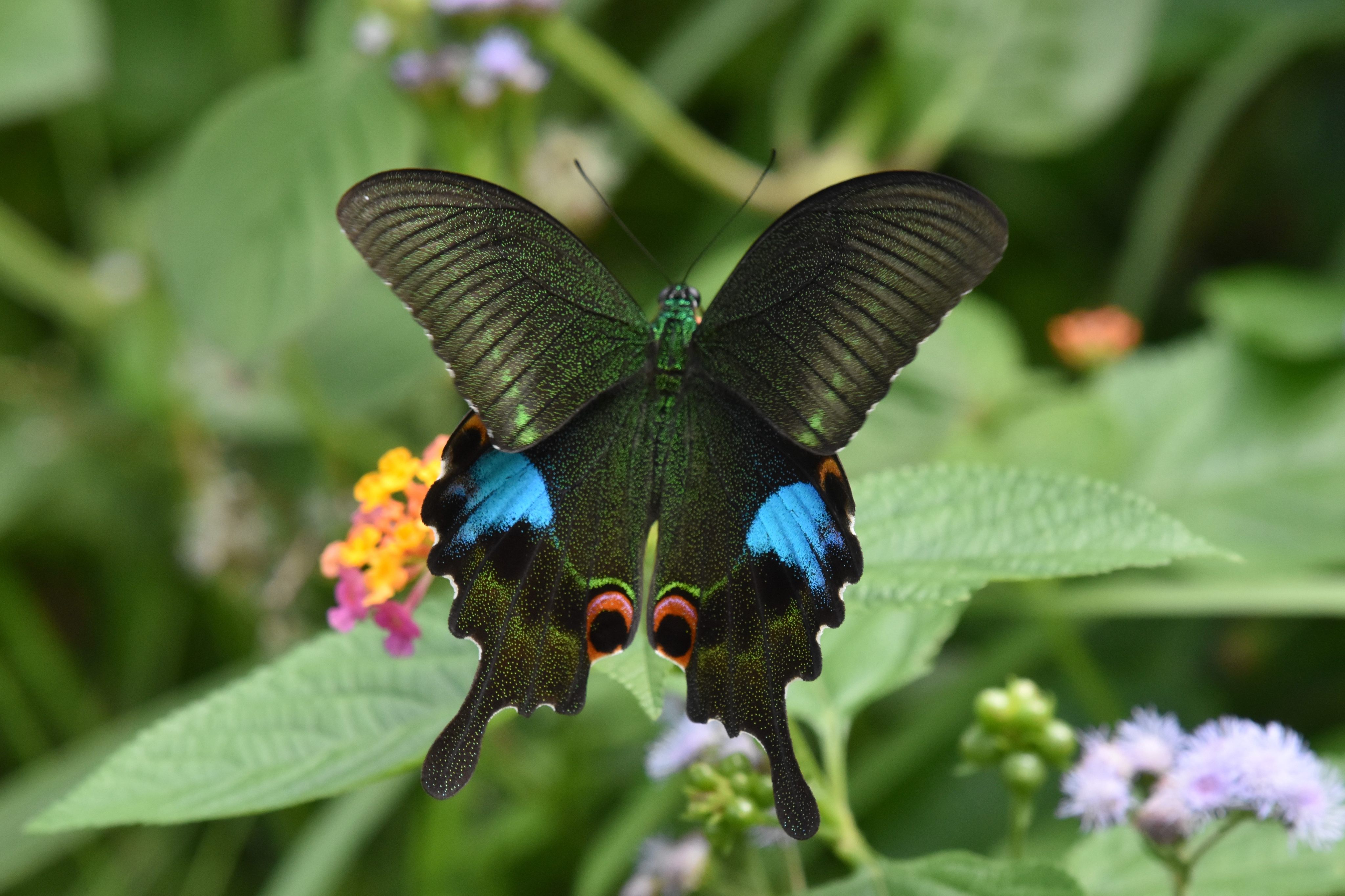 A Paris peacock butterfly is seen at Kadoorie Farm and Botanic Garden in Hong Kong’s Tai Po district. More than 240 species of butterfly are found in Hong Kong, and over 2,000 species of moth. Photo: KFBG
