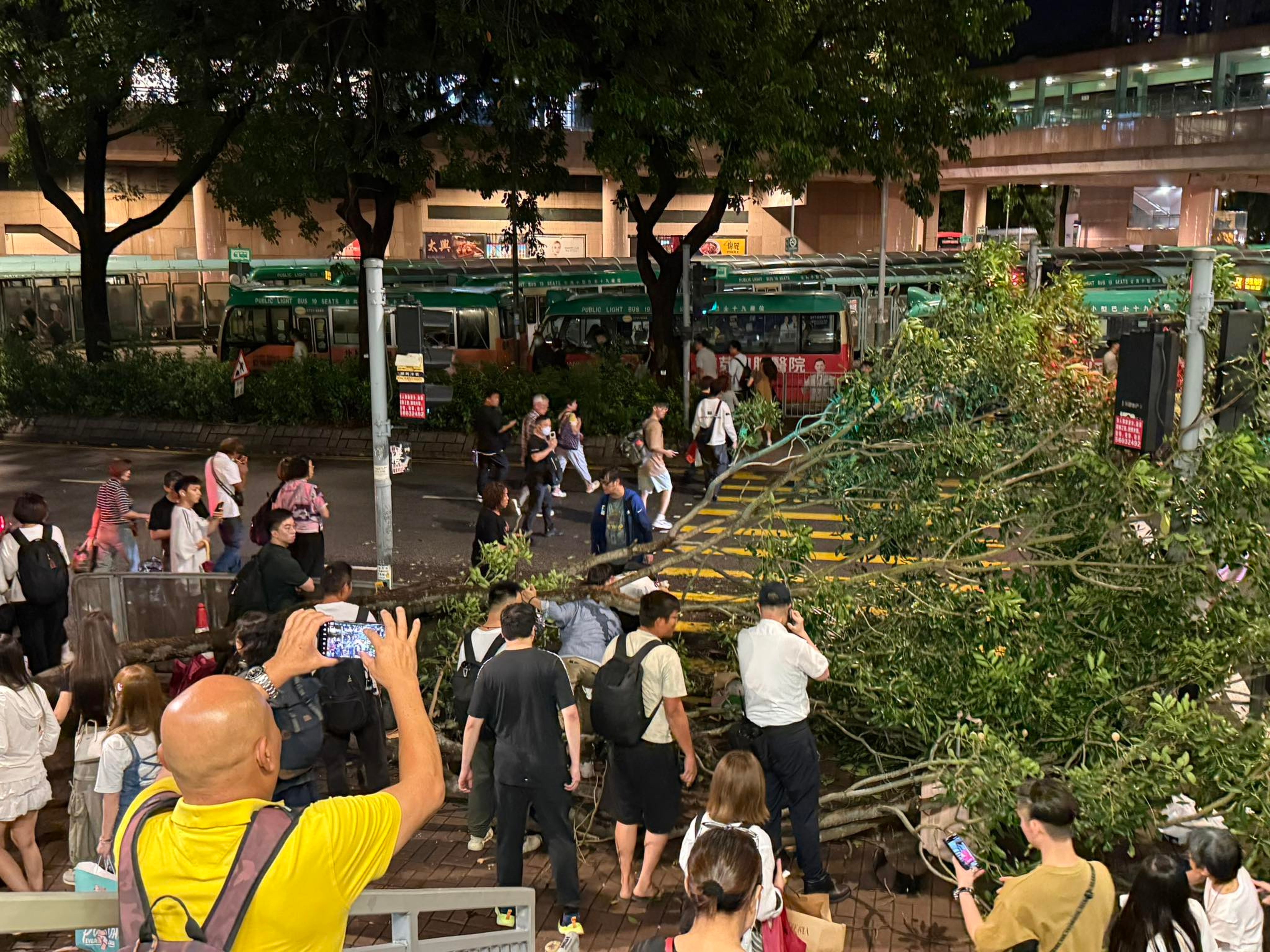 The tree fell over near Sheung Shui MTR station on Sunday night. Photo:  Handout