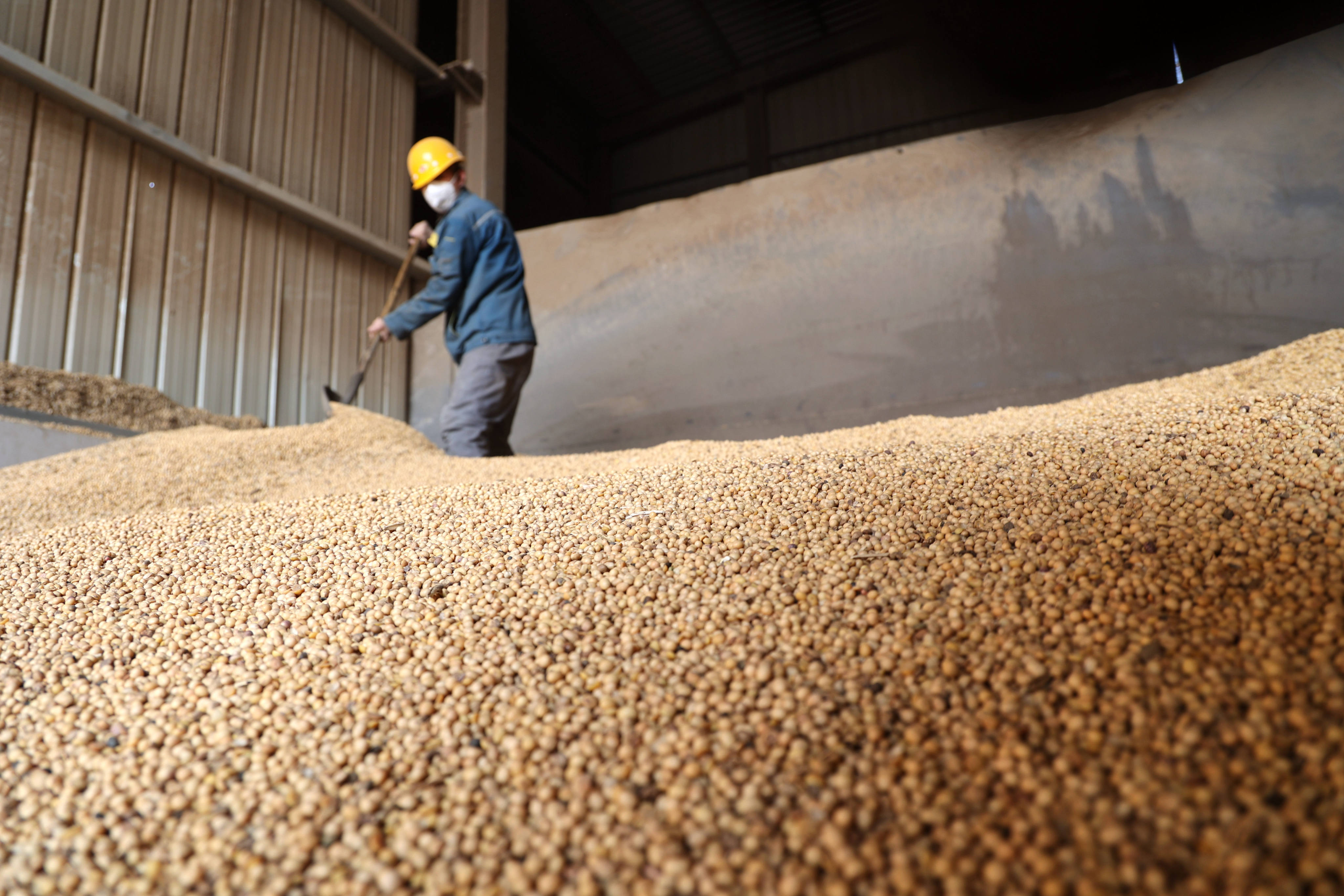 A worker sorts imported soybeans at a soybean processing company in Binzhou, China. Beijing has logged record soybean imports in recent months as it prepares for a long trade stand-off with the United States. Photo: Getty Images