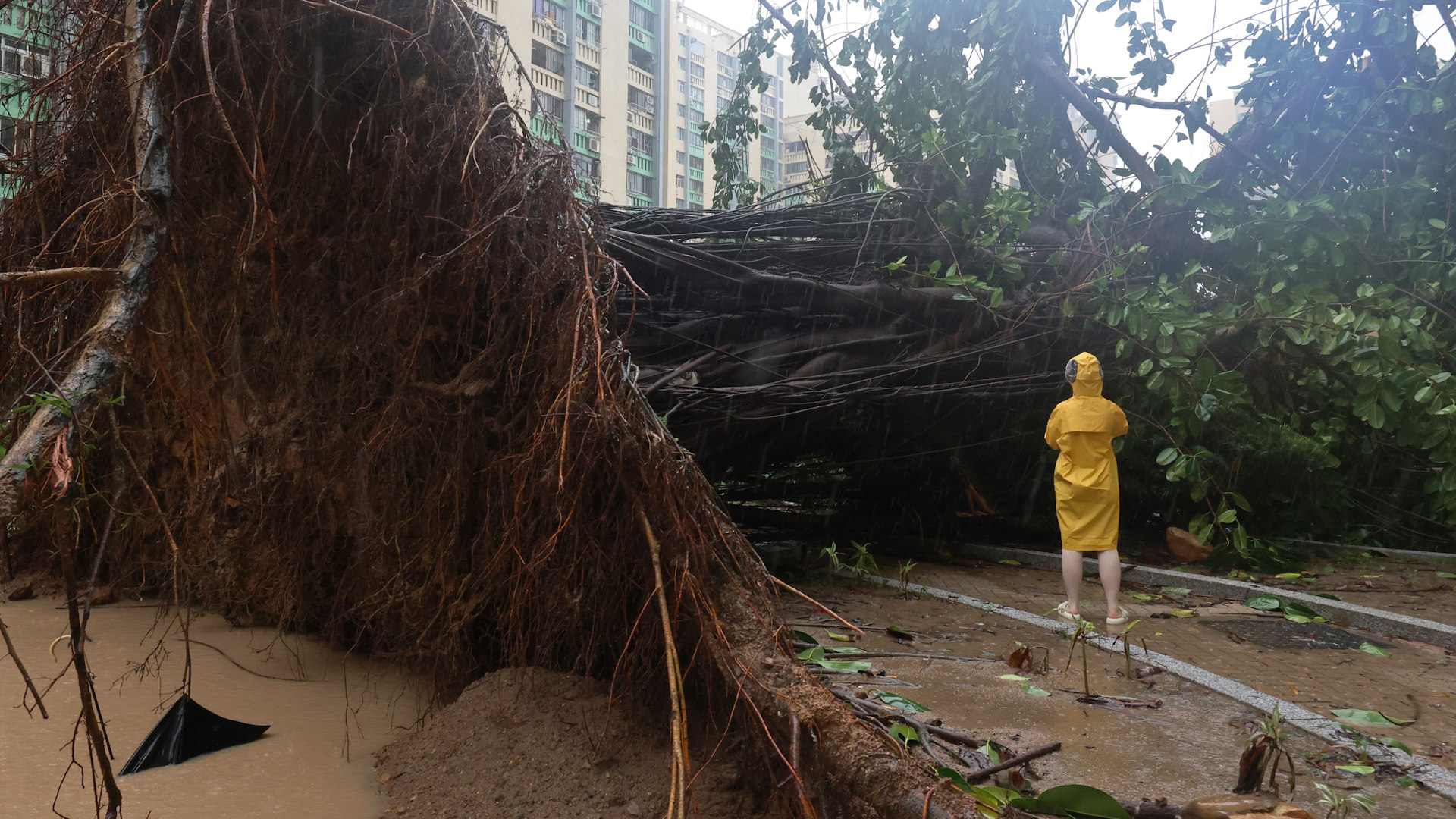 A decades old tree in Oi Man Estate, Ho Man Tin is uproot by strong winds under Super Typhoon Ragasa  hits Hong Kong head on.