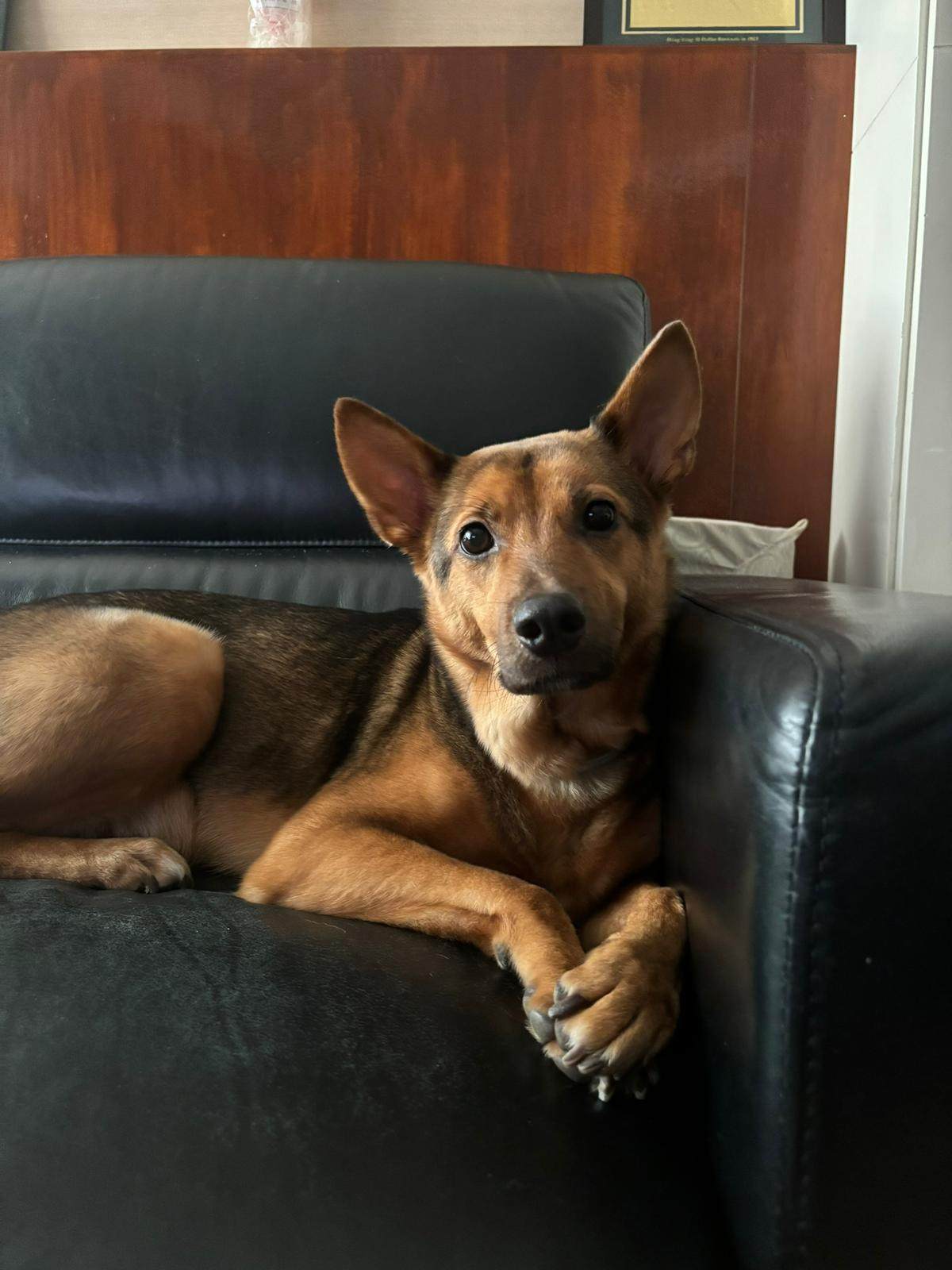 Cici was abandoned by her previous owner, before she found a loving home with Amber Nathaniel. Photo: courtesy Amber Nathaniel