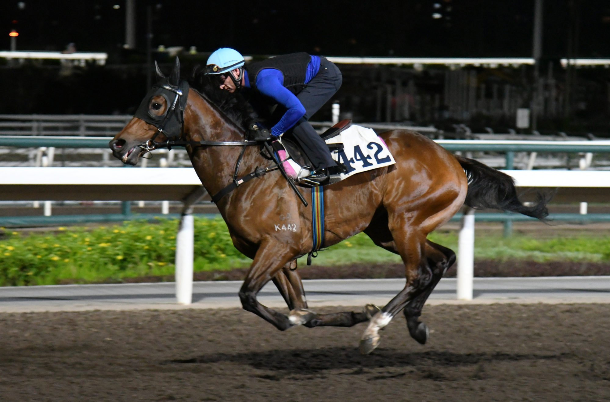 Packing Phoenix gallops at Sha Tin on Friday morning.