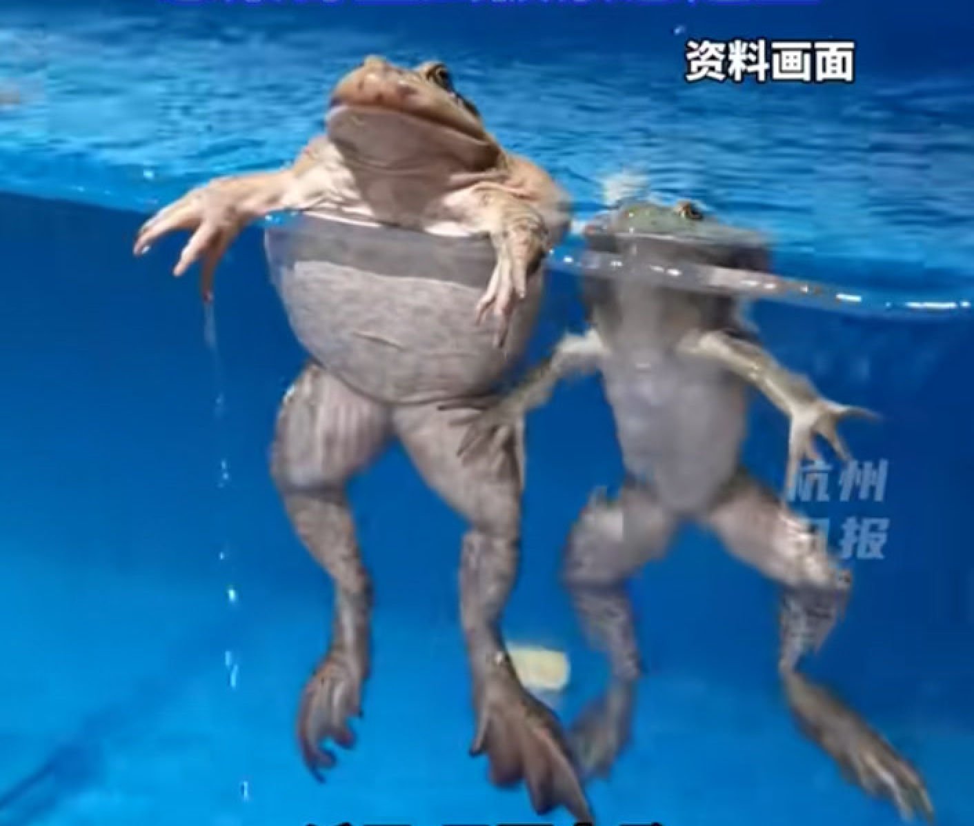 Consuming raw frogs can lead to parasitic and bacterial infections, and they may also harbour toxins that could result in dizziness, irregular heart rhythm, or paralysis. Photo: Douyin Consuming raw frogs can lead to parasitic and bacterial infections, and they may also harbour toxins that could result in dizziness, irregular heart rhythm, or paralysis. Photo: Douyin