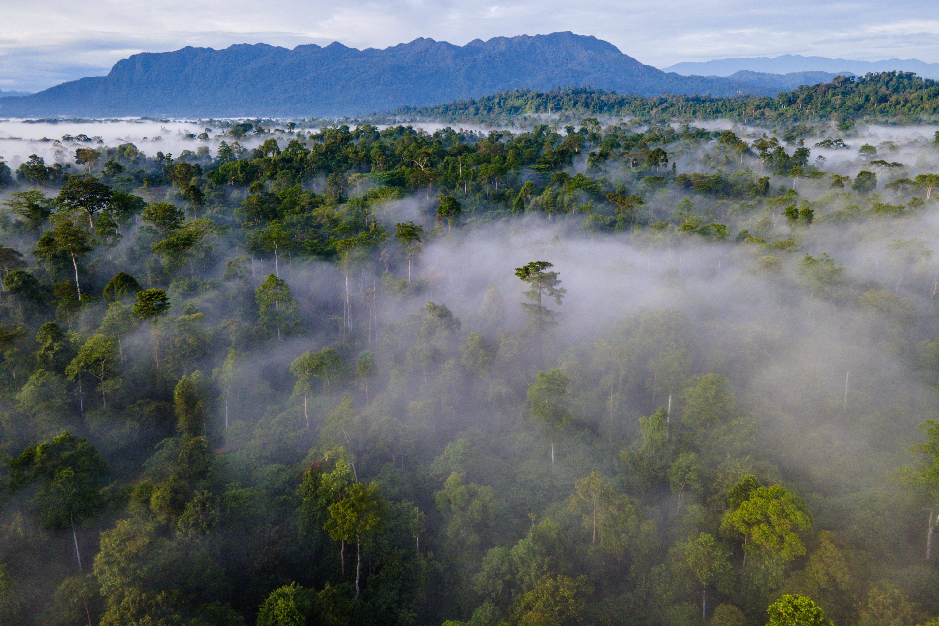 An area of forest earmarked for conservation in Indonesia’s Aceh province. Photo: AFP