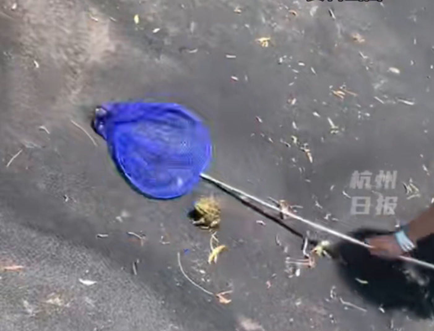 Instead of cooking the frogs, Zhang swallowed them alive – three on the first day and five more the following day. Photo: Douyin Instead of cooking the frogs, Zhang swallowed them alive – three on the first day and five more the following day. Photo: Douyin