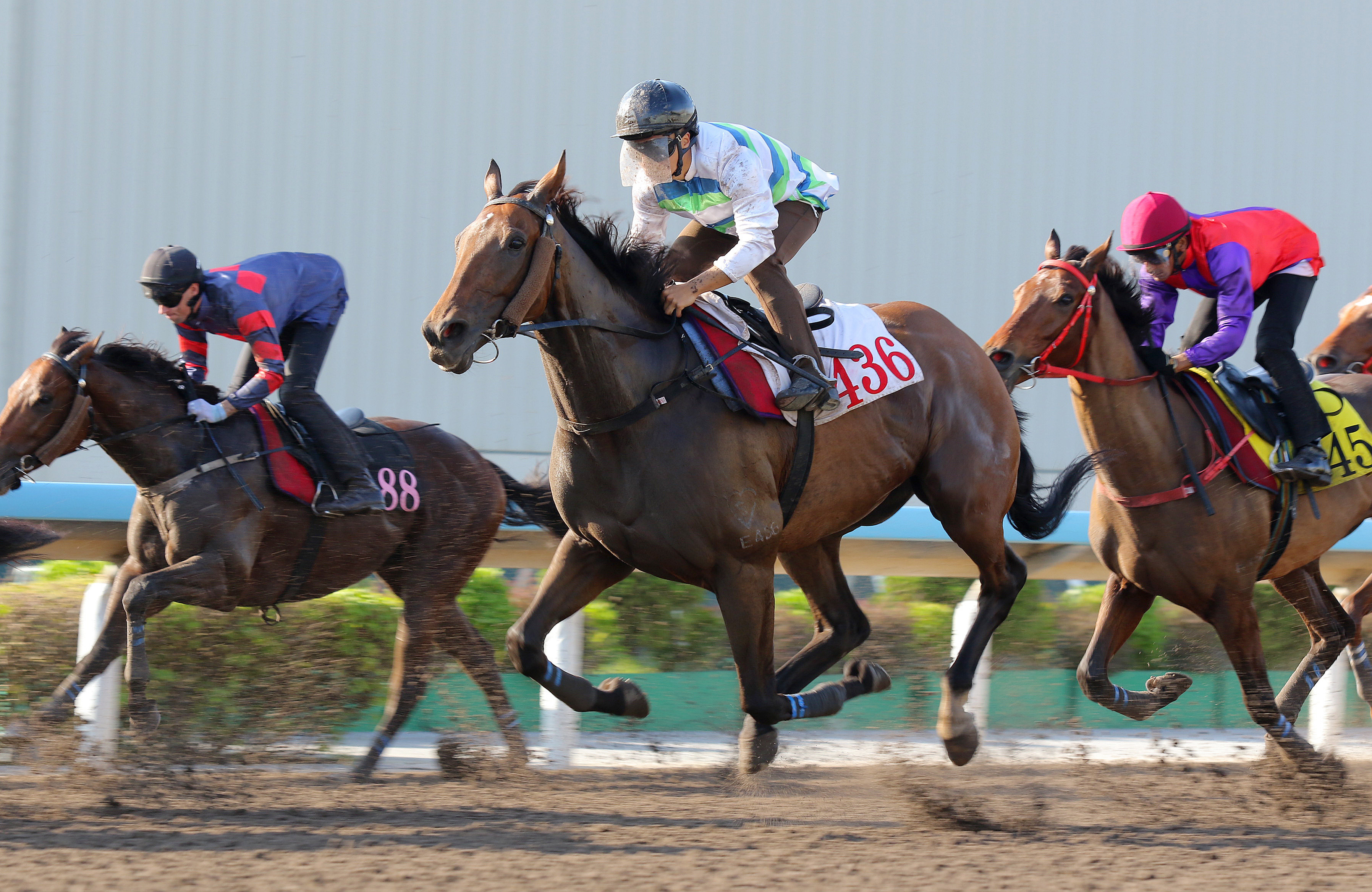Voyage Bubble runs fourth in his Sha Tin dirt trial on Tuesday morning. Photos: Kenneth Chan