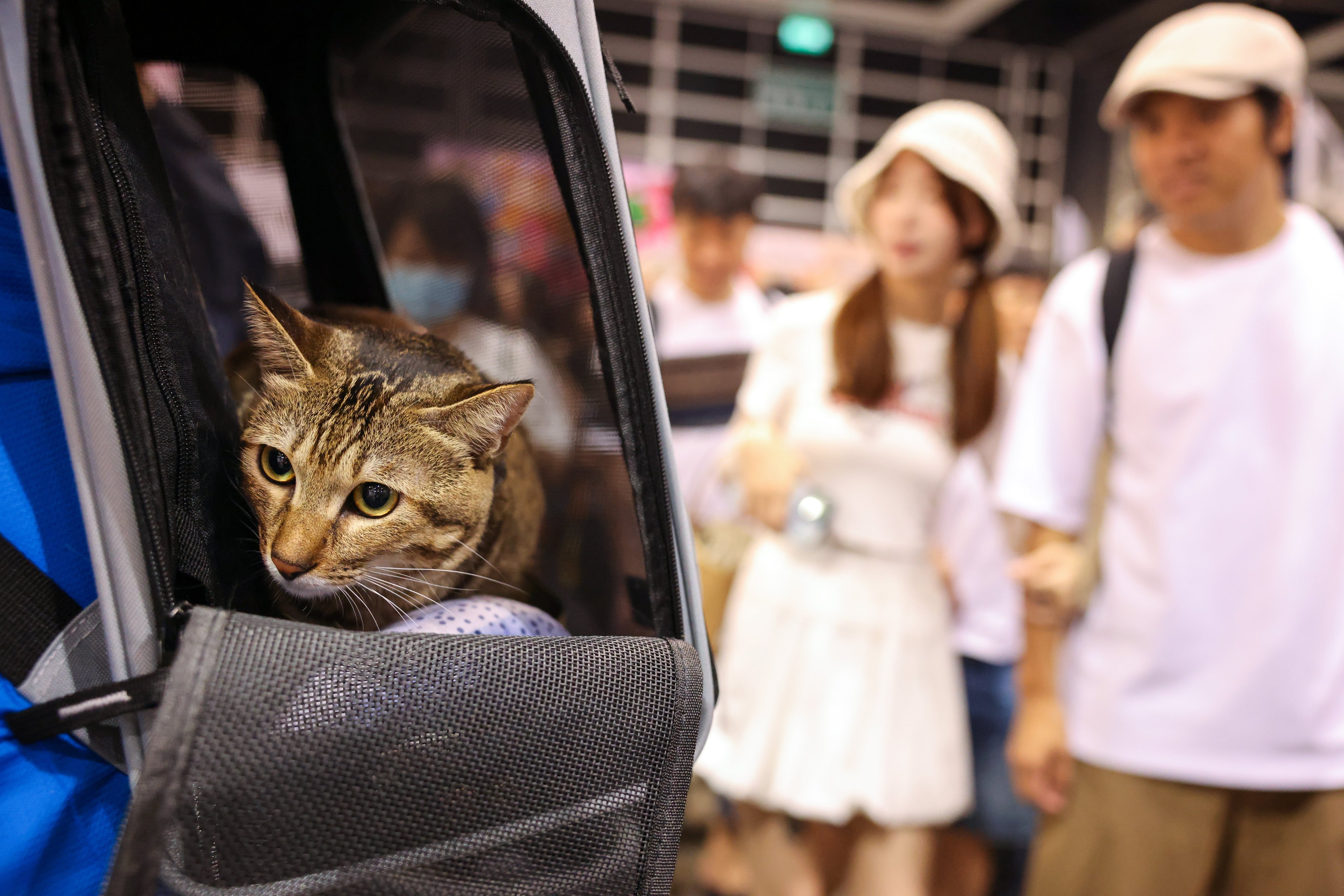 Mainland-imported pets will also be able to enjoy a reduced quarantine period if they meet certain requirements. Photo: Nora Tam