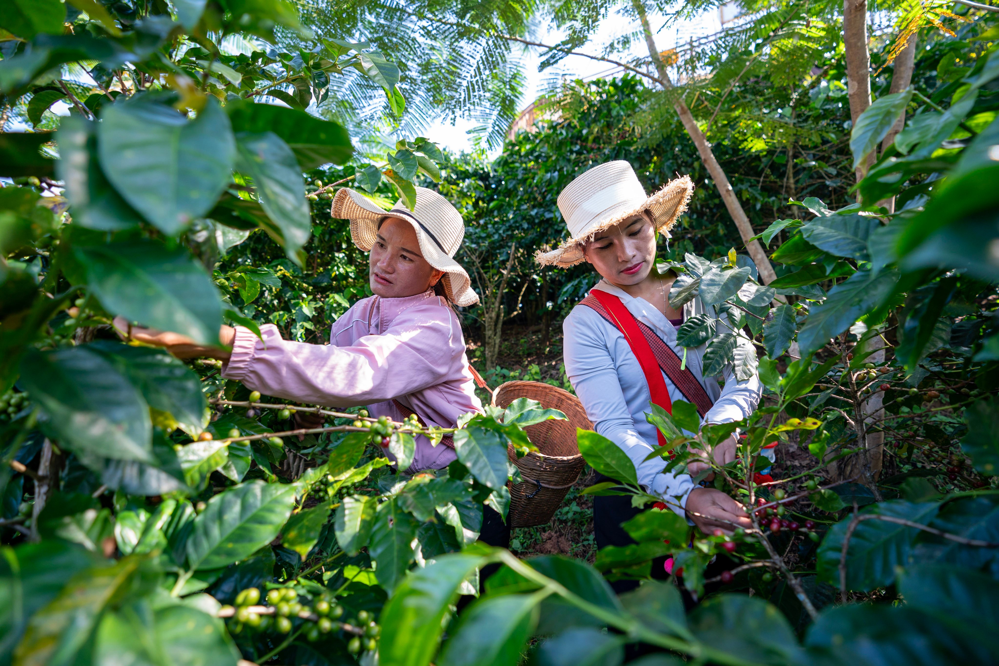 China’s southwestern province of Yunnan is known as the country’s coffee capital, and a rise in prices is benefiting growers. Photo: Xinhua
