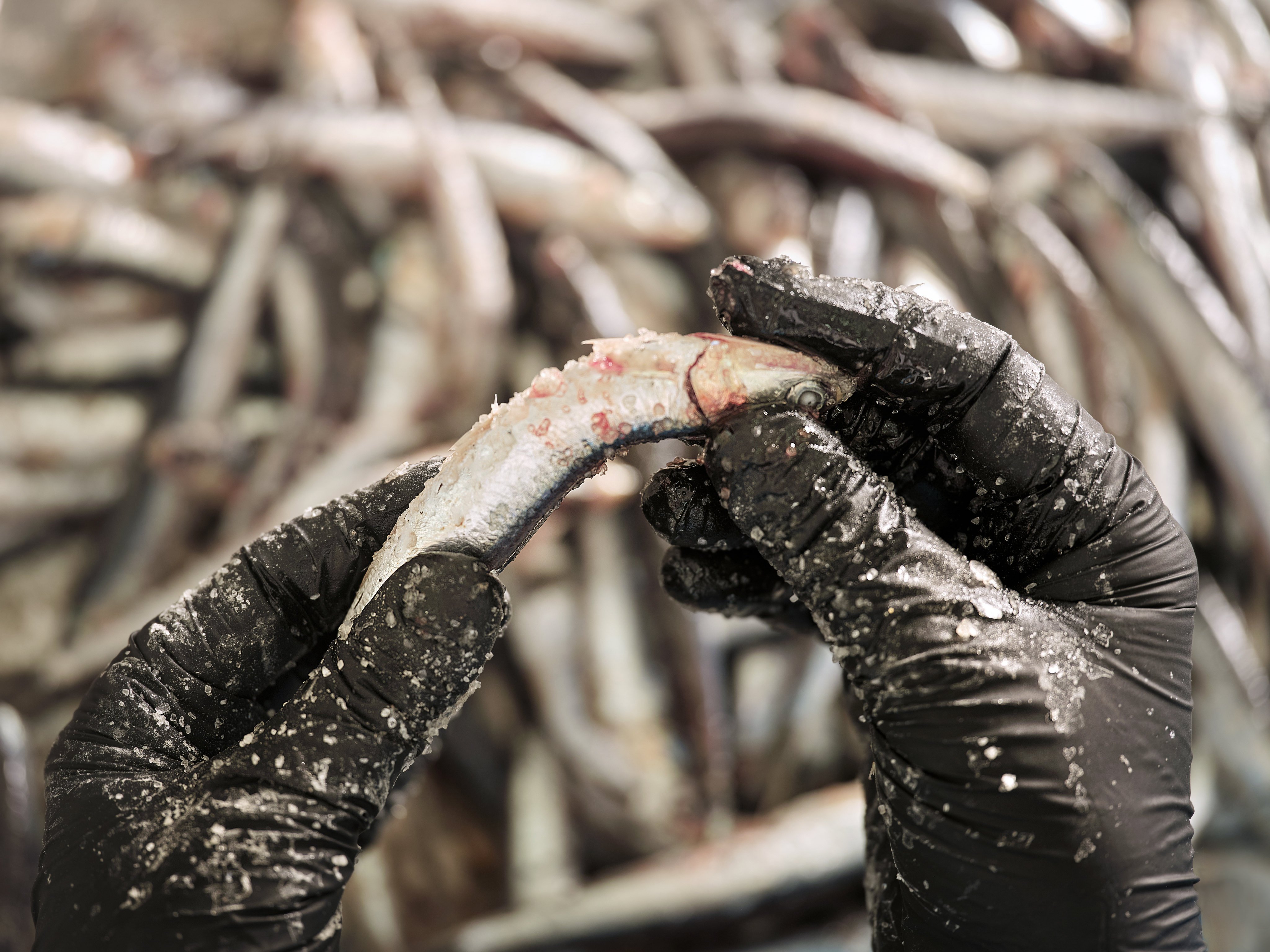 Anchovies are salted and cured to make the flavour-enhancing sauce colatura di alici. Photo: Handout