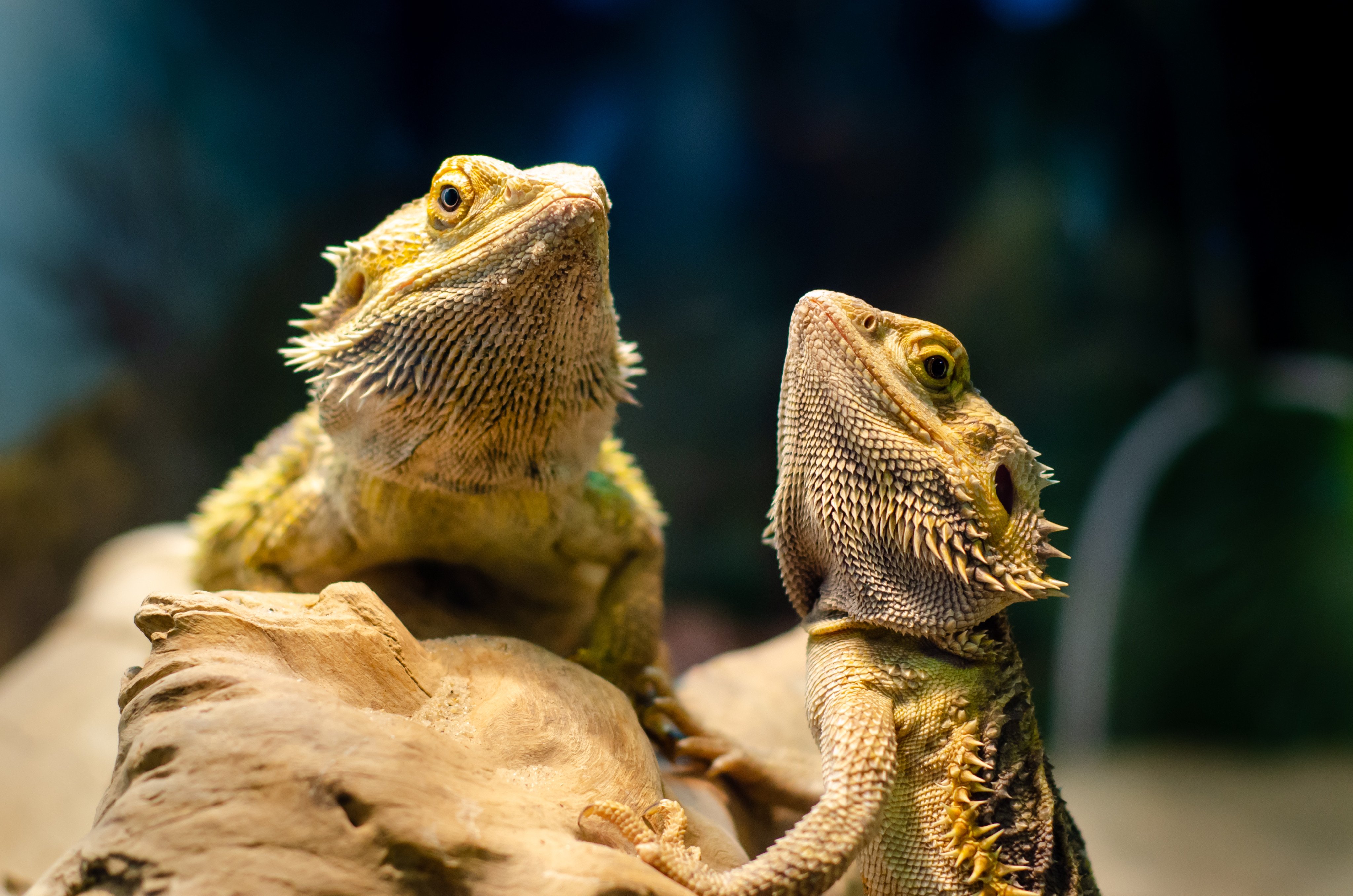 Becoming a male central bearded dragon is a challenging process, according to a researcher looking into sex determination mechanisms. Photo: Shutterstock