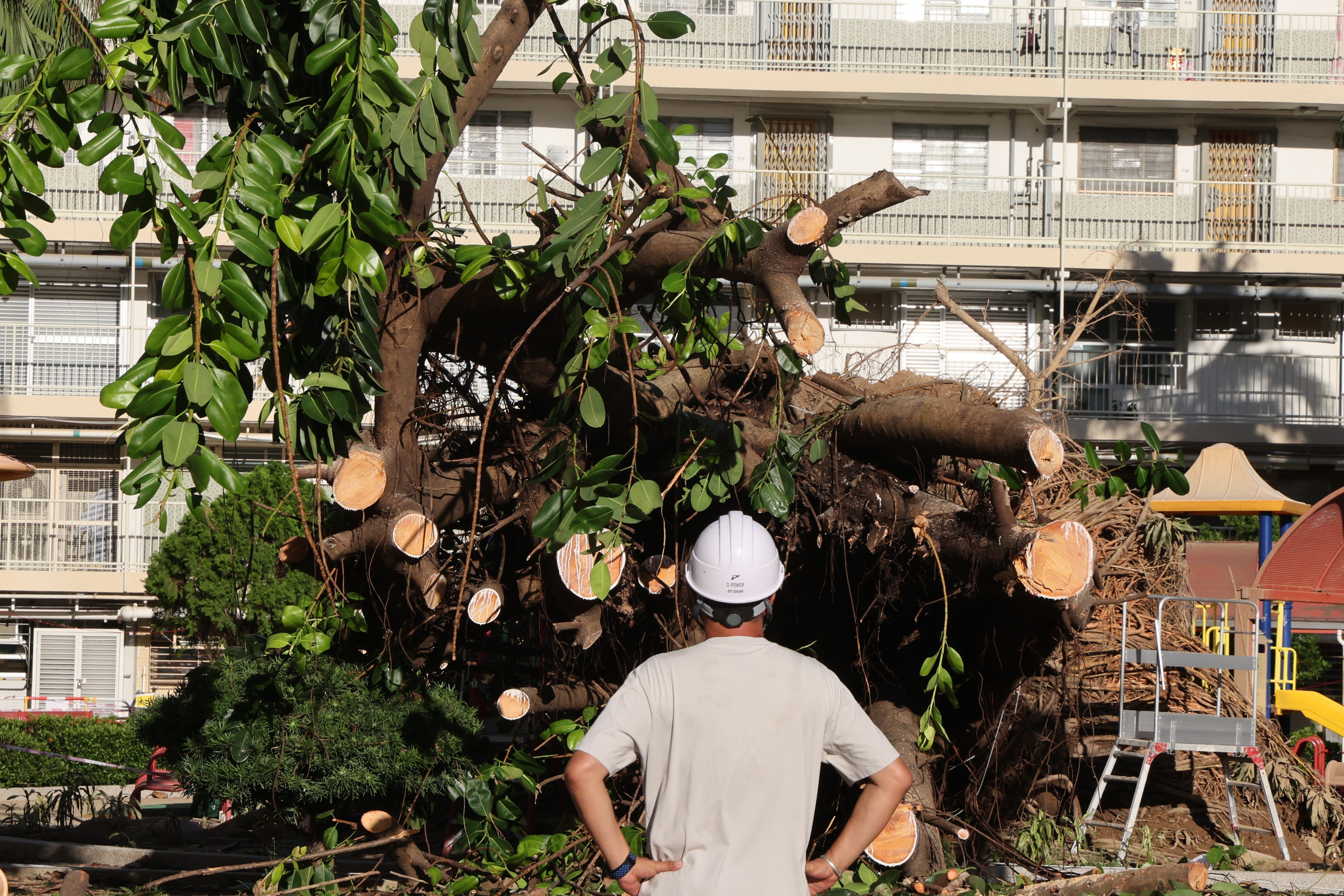 Tree-sawing workers clear a large, decades-old banyan. The tree was toppled by Super Typhoon Ragasa in Oi Man Estate at Ho Man Tin on September 24. Photo: Jelly Tse