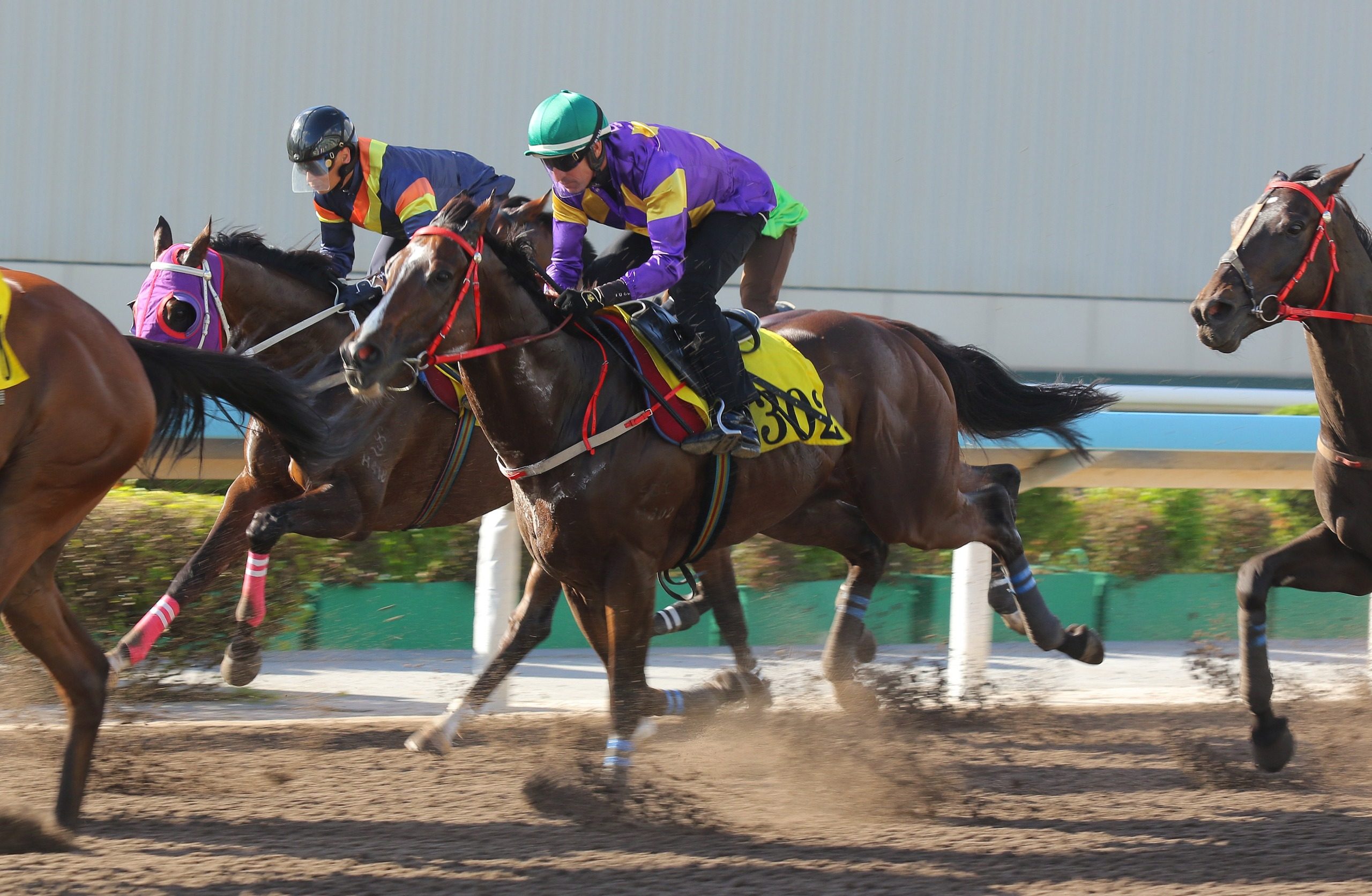 Helios Express runs third in his 1,200m dirt trial at Sha Tin on Friday morning. Photos: Kenneth Chan