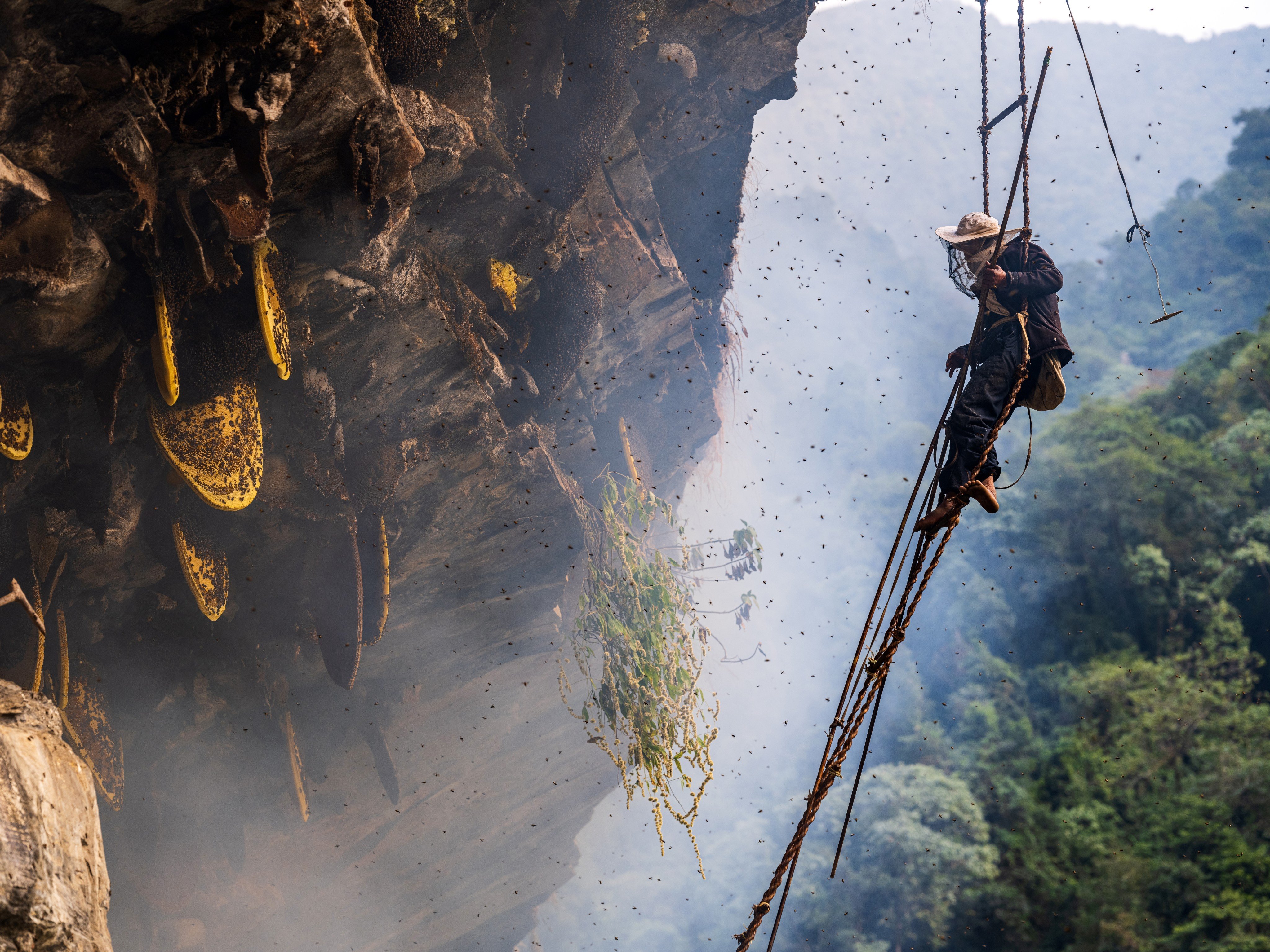 A man collects mad honey in Nepal. Photo: Shutterstock
