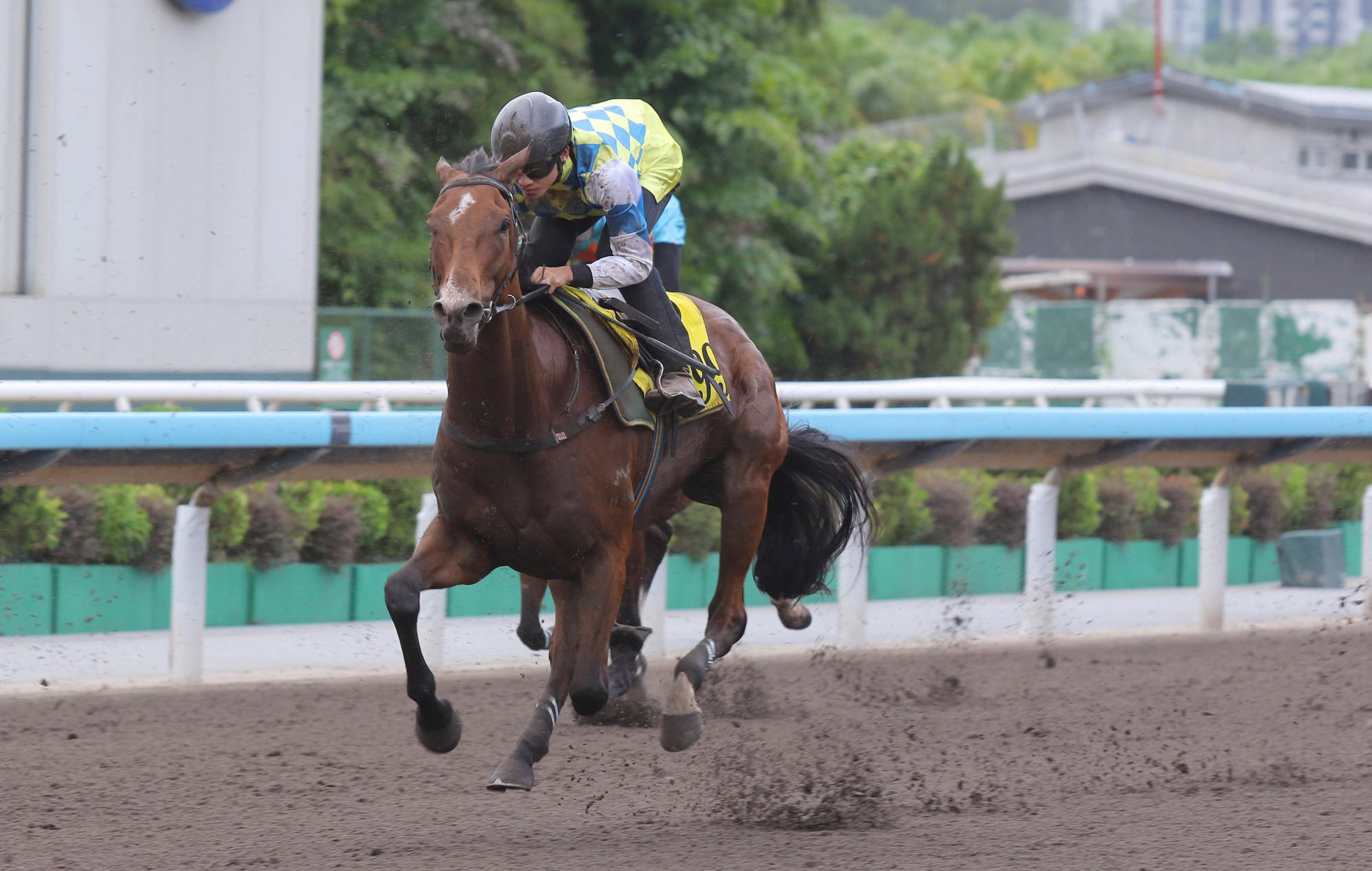 Jerry Chau on Galaxy Patch in a recent dirt trial. Jerry Chau on Galaxy Patch in a recent dirt trial.