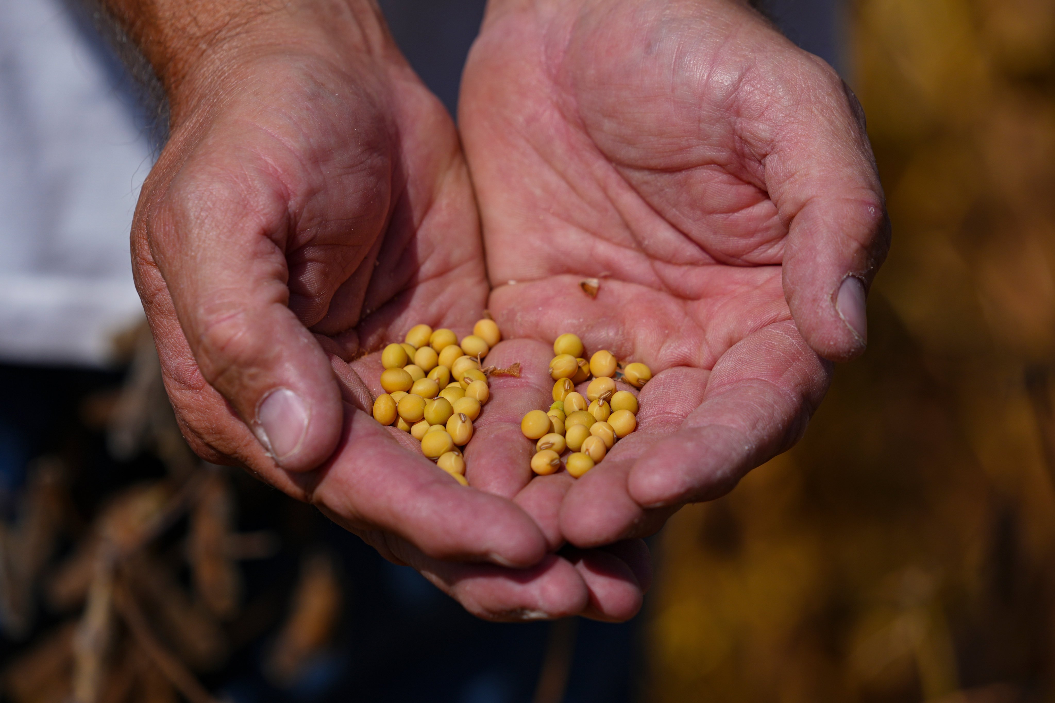 A farmer handles soybeans from a field in the US state of Indiana. Photo: AP