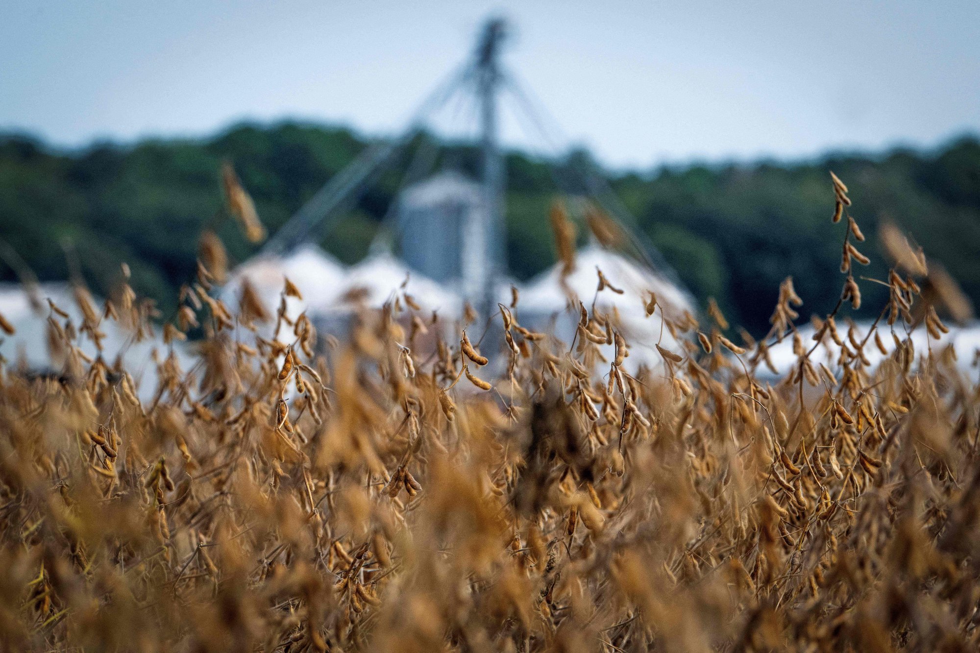 Browning soybean pods grow on a farm in the US state of Maryland. Photo: AFP Browning soybean pods grow on a farm in the US state of Maryland. Photo: AFP