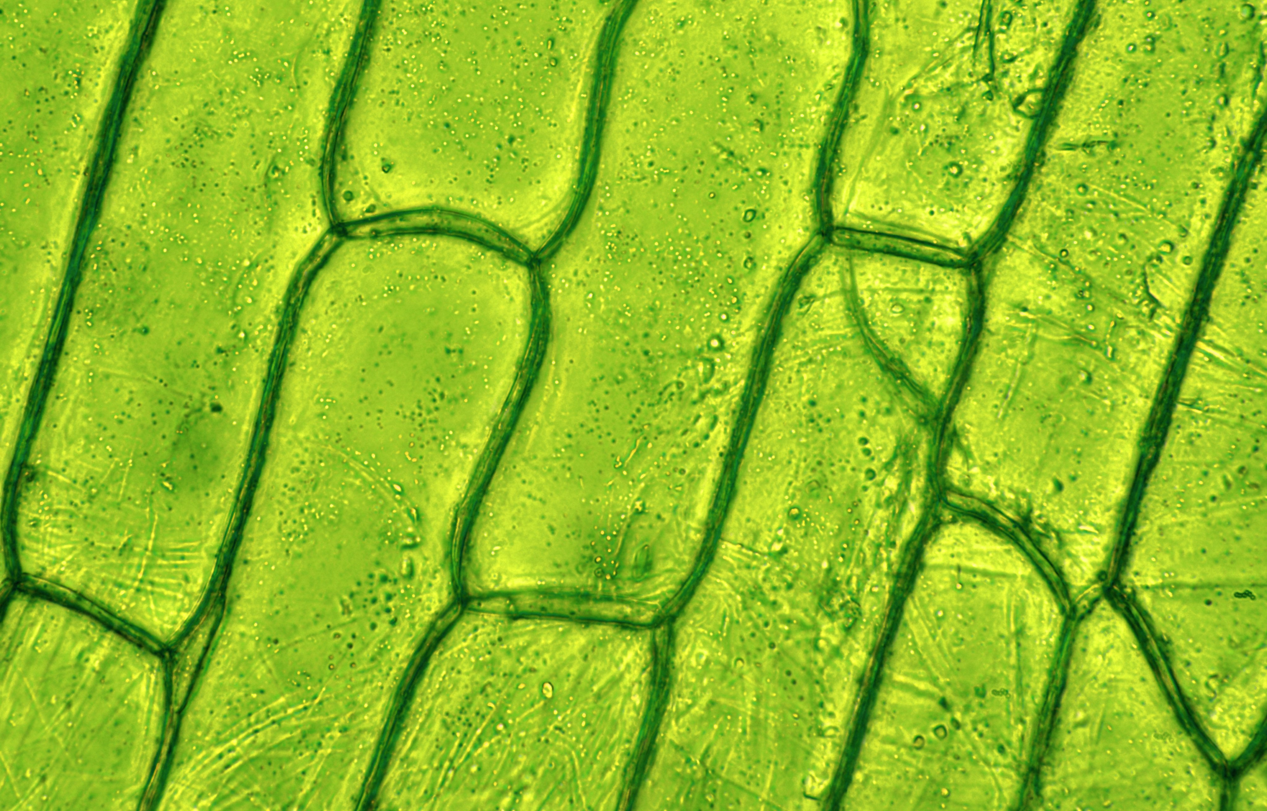 A plant cell as seen under a microscope. The insights gained into cellular reprogramming by the Chinese-Dutch team could eventually lead to breakthroughs in regenerative medicine, such as organ repair or tissue regeneration in humans. Photo: Shutterstock