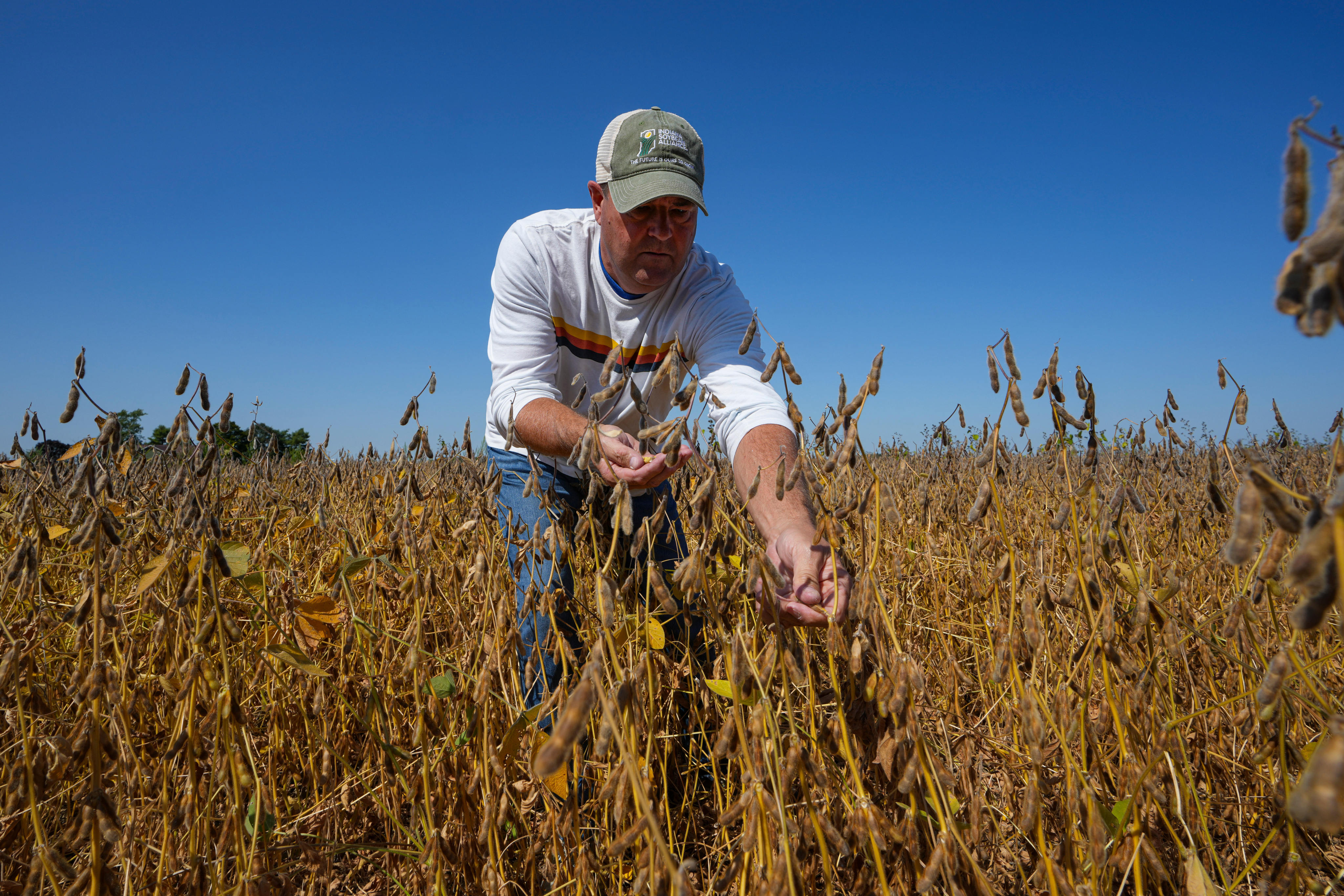 US farmer inspects one of his soybean fields in Warren, Indiana, on September 11. Photo: AP