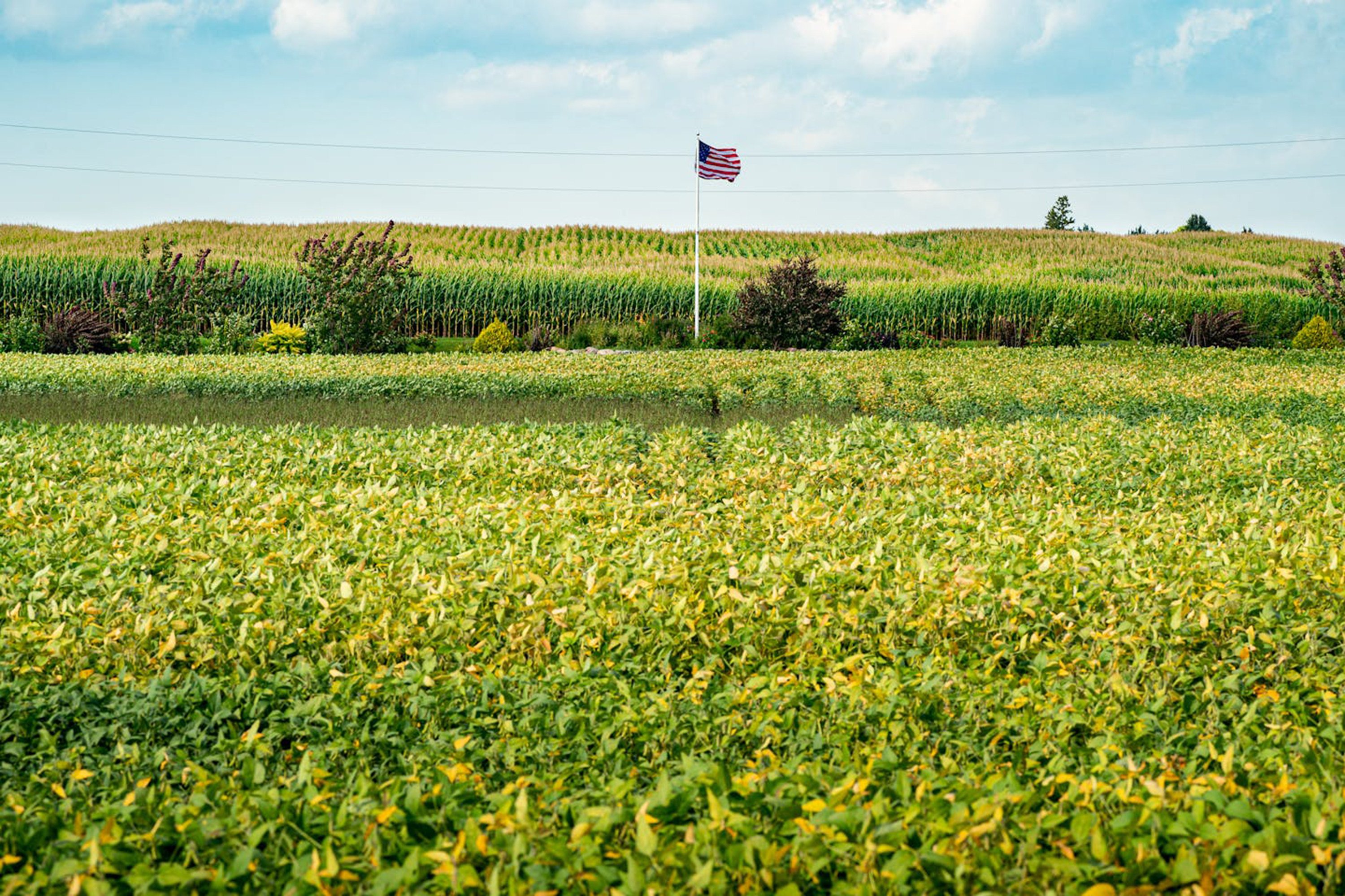 Farmers across the American Midwest have few to no buyers in a high-yield year for soybeans, mainly because China is buying from South America as a tariff war continues between Beijing and Washington. Photo: TNS