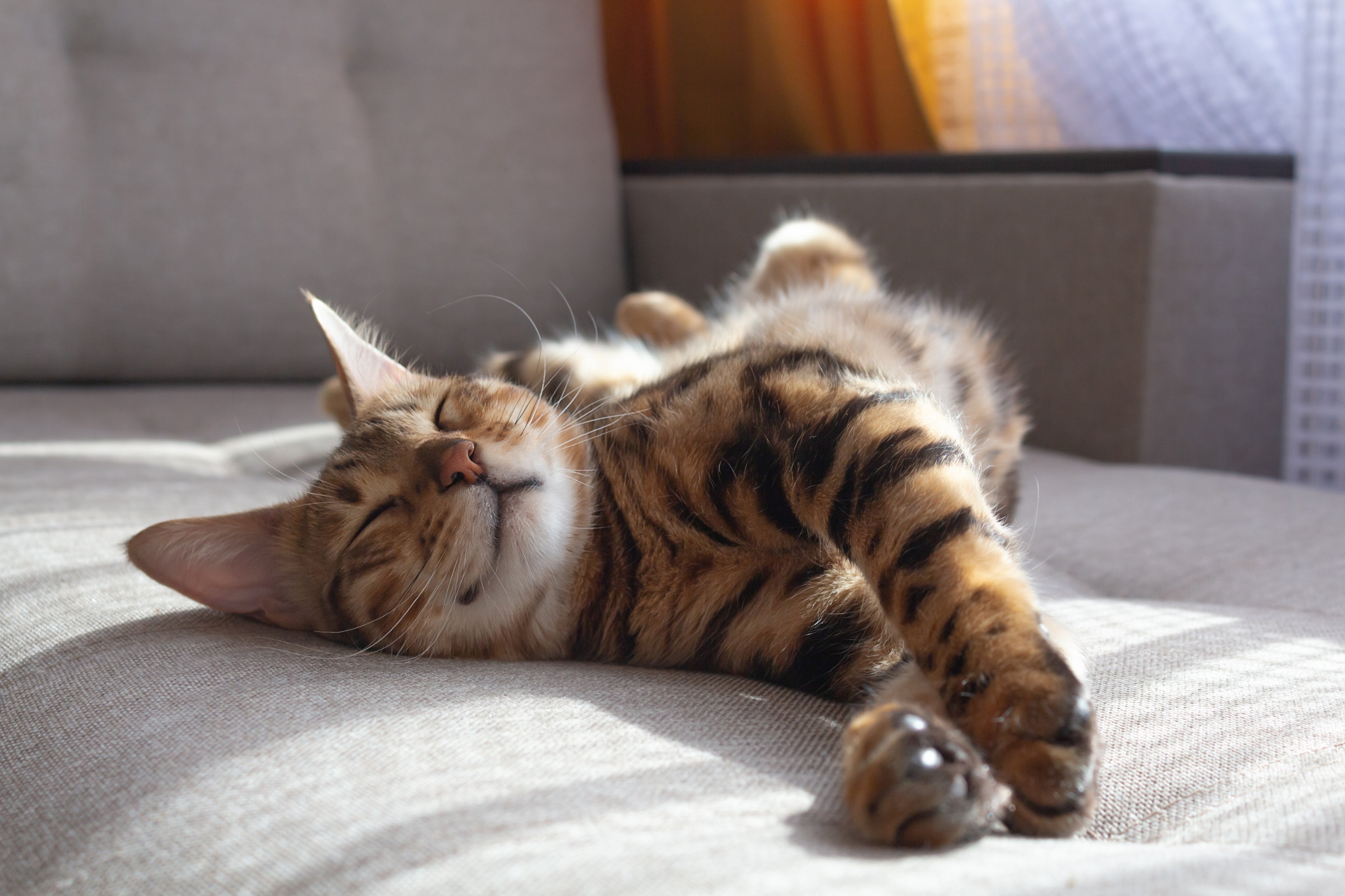 Cats are flexible, so they love twisting into the silliest poses. Photo: Shutterstock