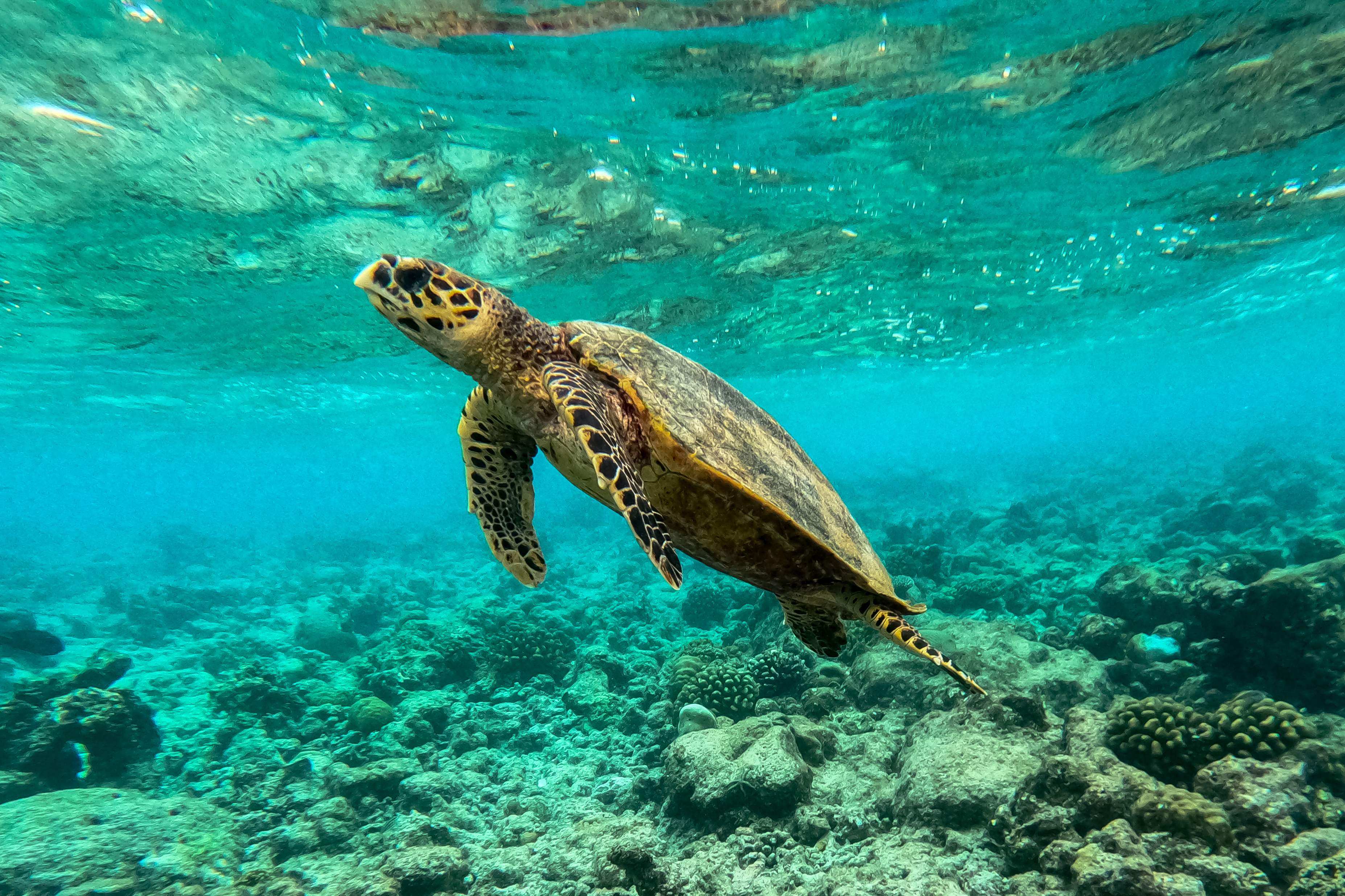 A sea turtle swimming among dead coral in Baa Atoll in Maldives in 2023. File photo: AFP