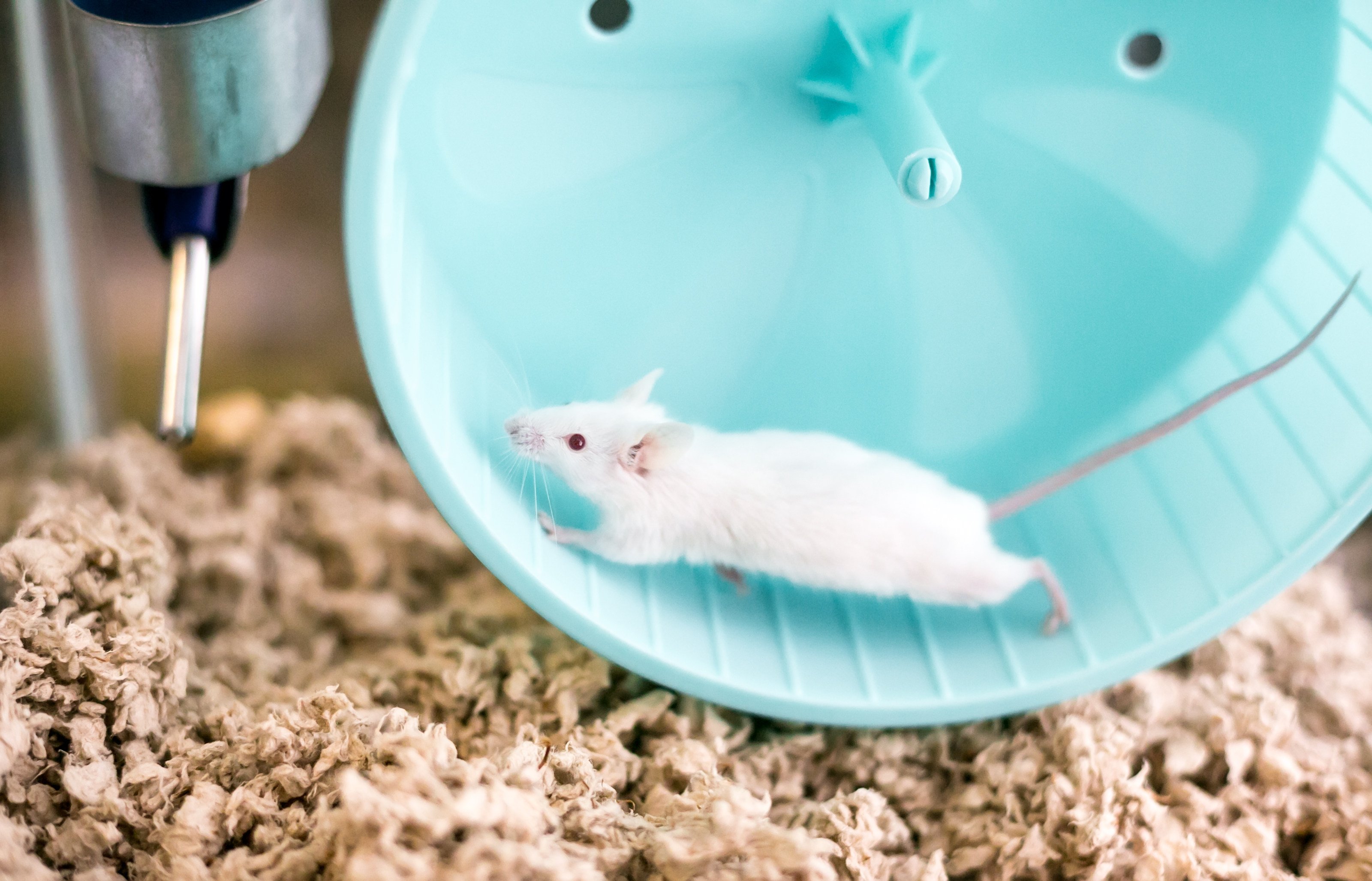 Studies in mice have found that they can pass on the benefits of exercise to subsequent generations. Photo: Getty Images
