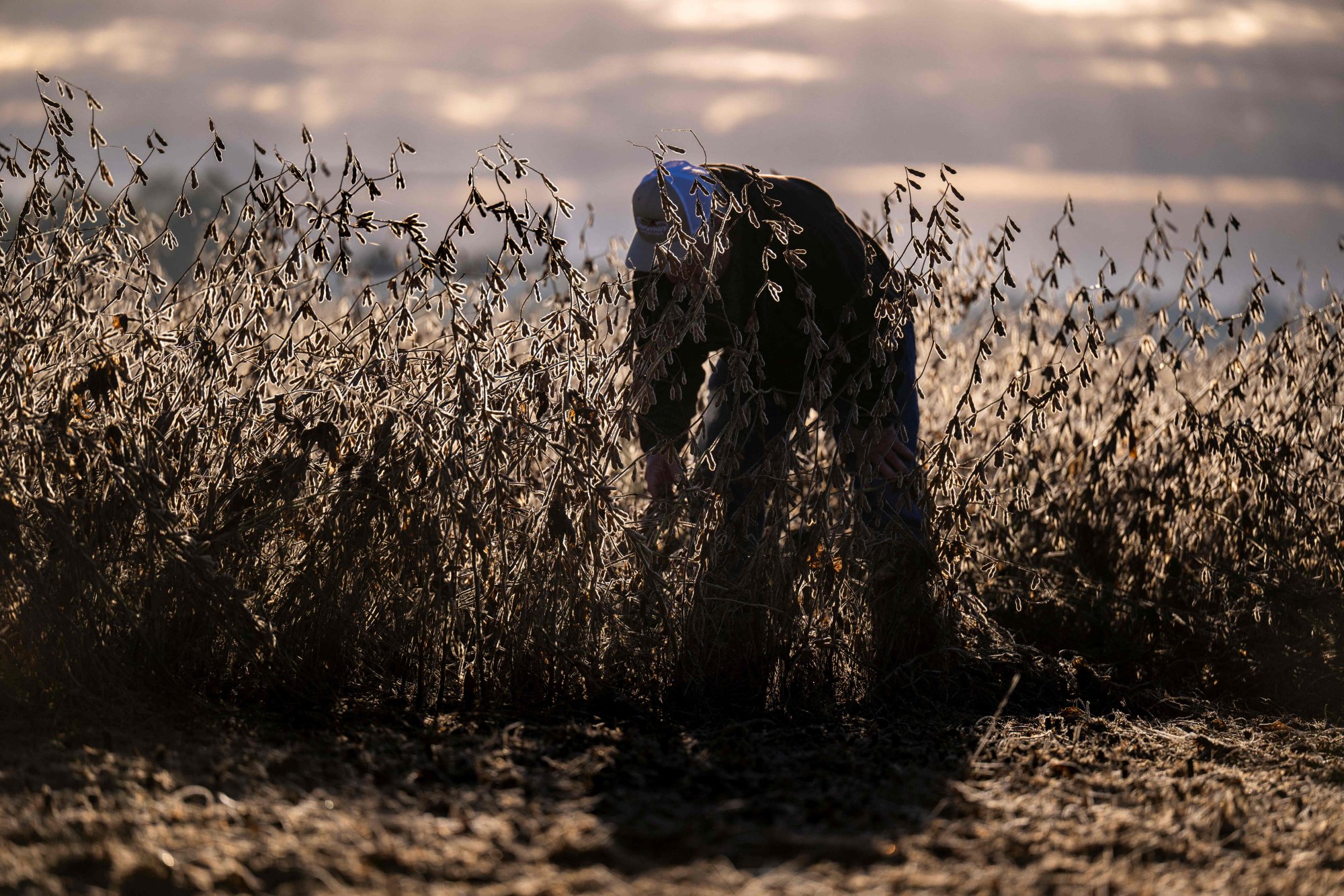A soybean farmer inspects a soybean field that is ready for harvesting in Cordova, Maryland, the US, last week. Photo: AP