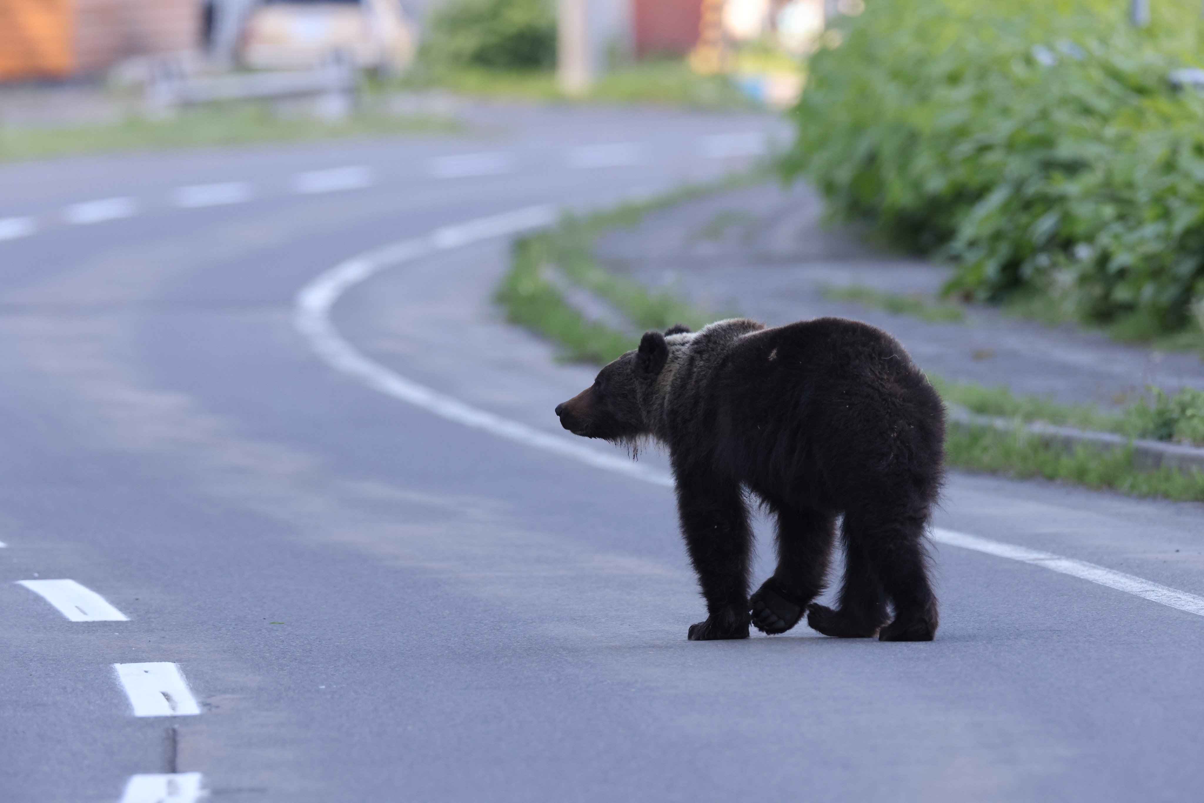 A brown bear walks in the Shiretoko National Park in Hokkaido. Photo: Shutterstock