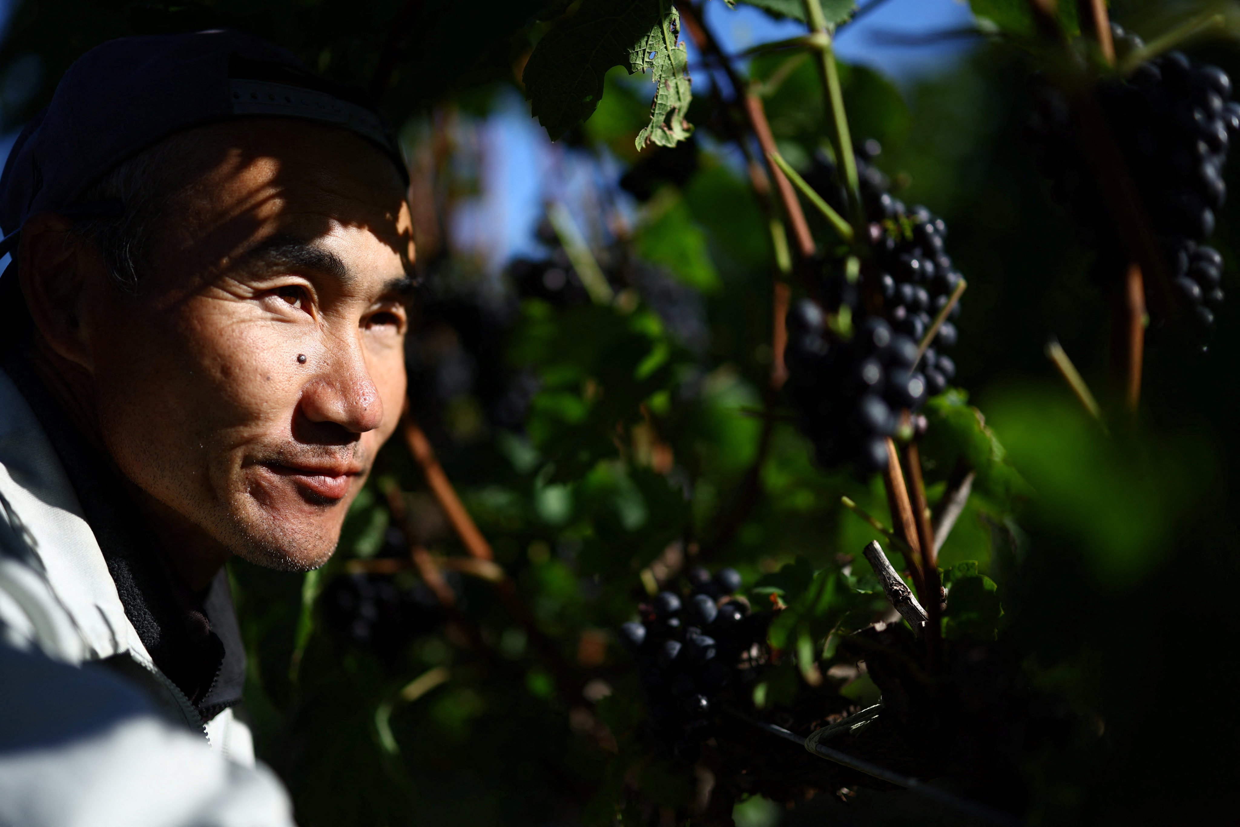 Yuichi Hirotsu, 45, checks Pinot Noir grapes at his Hirotsu Vineyard in Yoichi on Japan’s island of Hokkaido on October 7. Photo: Reuters