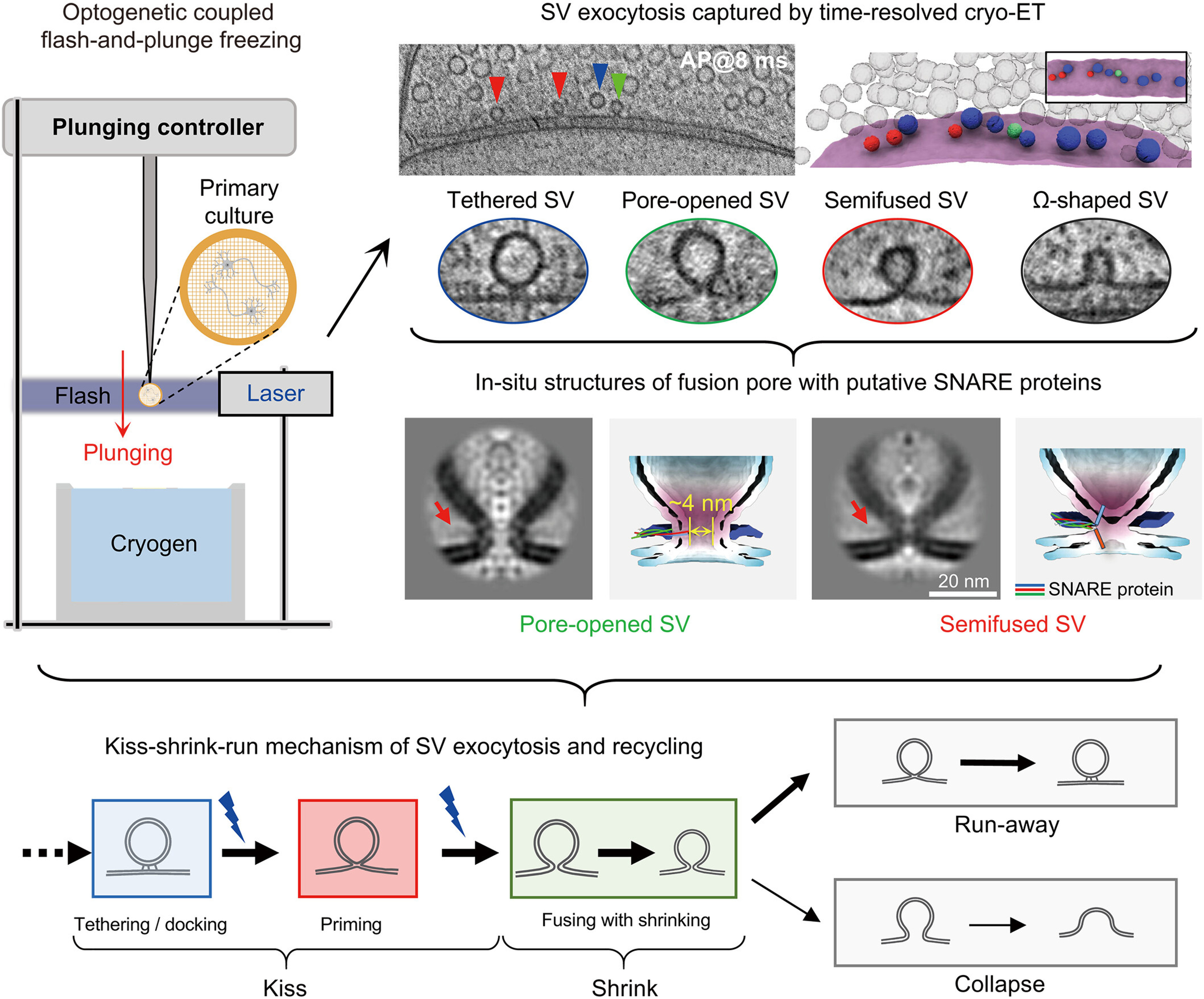 An illustration of the kiss-shrink-run mechanism of synaptic vesicle release. Photo: Handout
