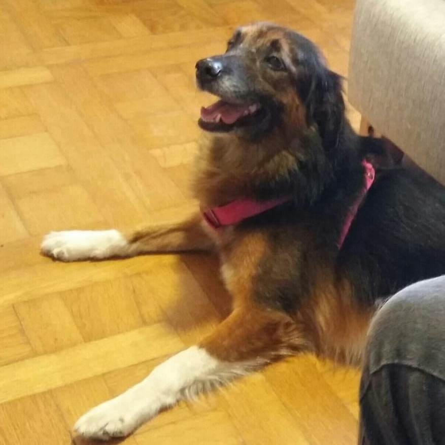 Mona escaped while being taken to the plane and was never seen again. Photo: Facebook/buscandoamona