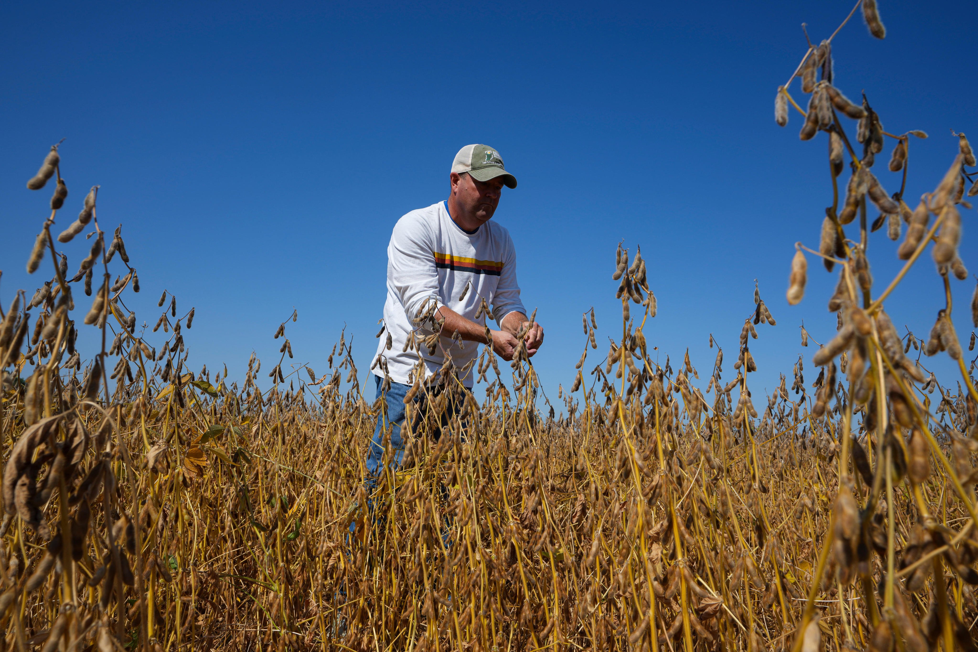 China imported no soybeans from the US in September. Photo: AP Photo