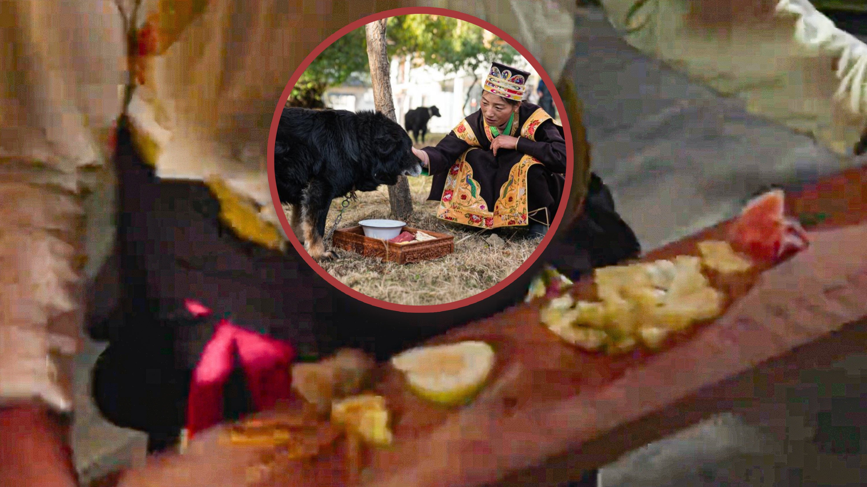 During the Tibetan Gongbu New Year, a unique dog feast takes place in which the dog’s food choices hold divinatory significance. Photo: Combo/Douyin/Xinhua