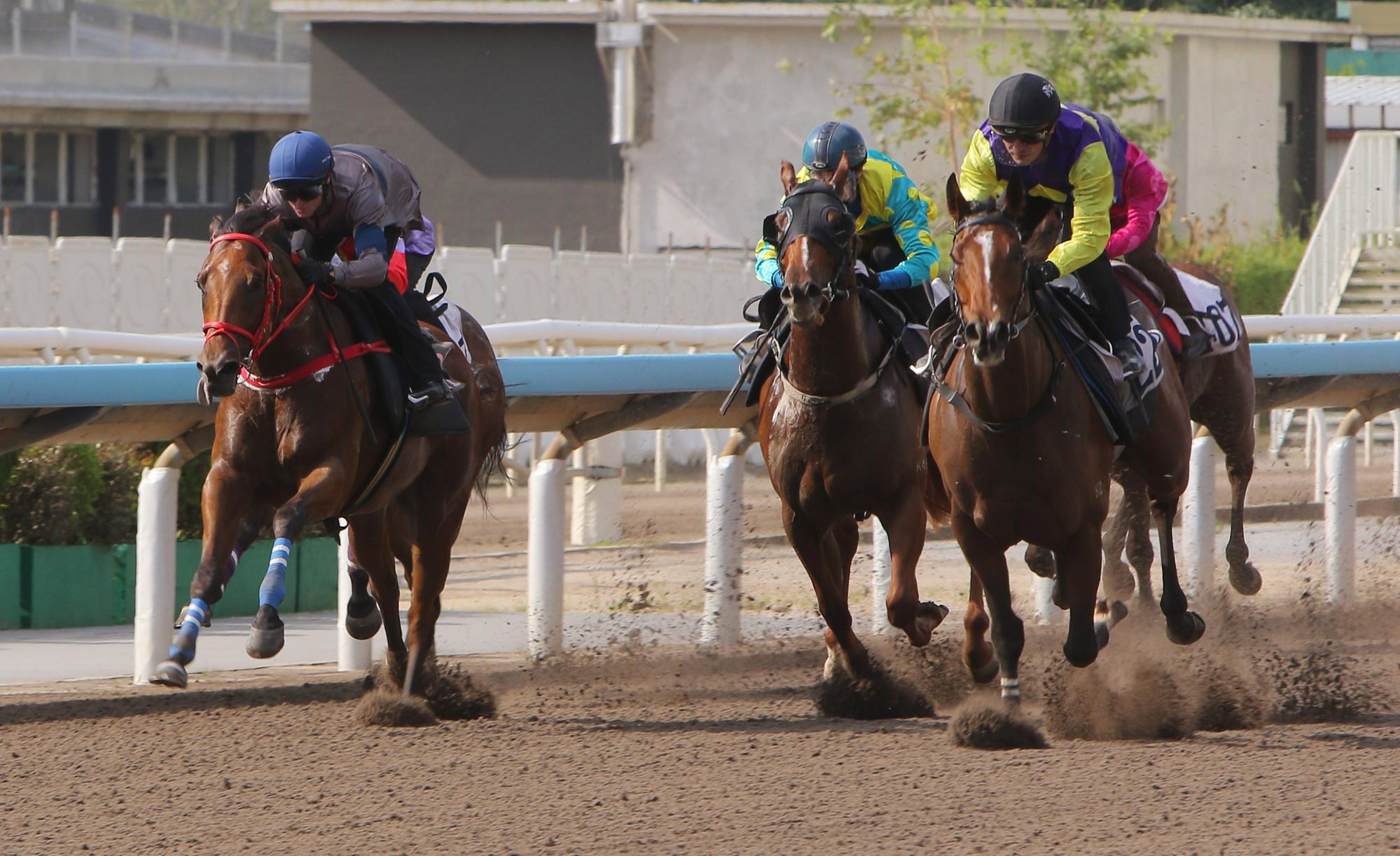 Horsepower (inside) runs second to Colourful King (outside) in a recent dirt trial. Horsepower (inside) runs second to Colourful King (outside) in a recent dirt trial.