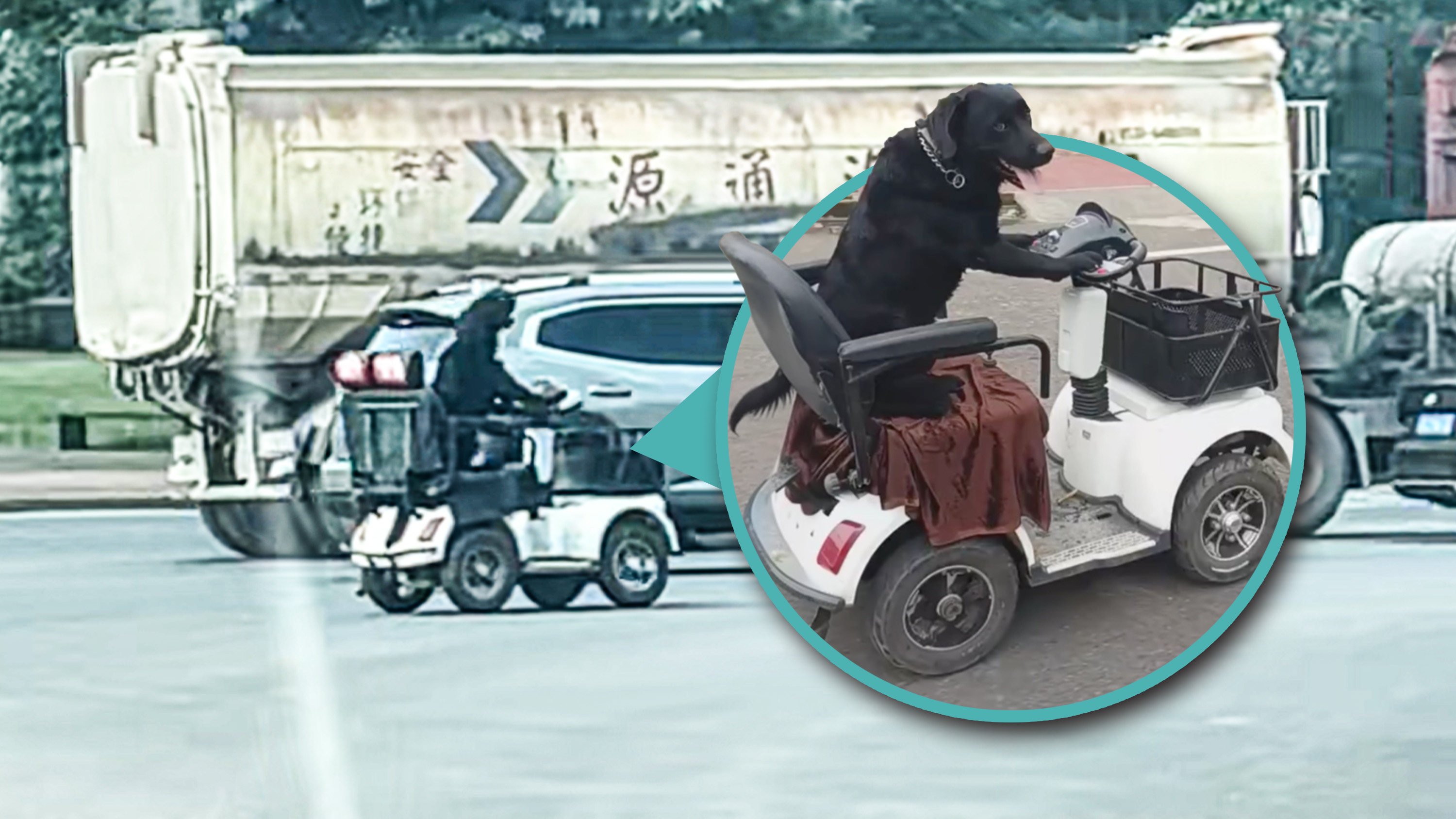 A video of a dog driving a mobility scooter has gone viral in China, attracting the attention of traffic police. Photo: Douyin