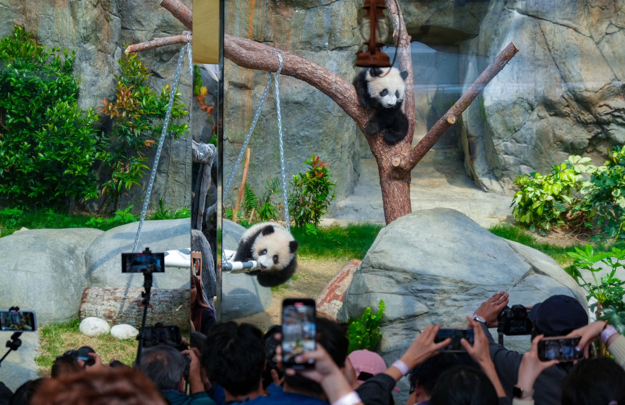 The pandas have put the park in the global spotlight, chairman Paulo Pong says. Photo: Eugene Lee The pandas have put the park in the global spotlight, chairman Paulo Pong says. Photo: Eugene Lee