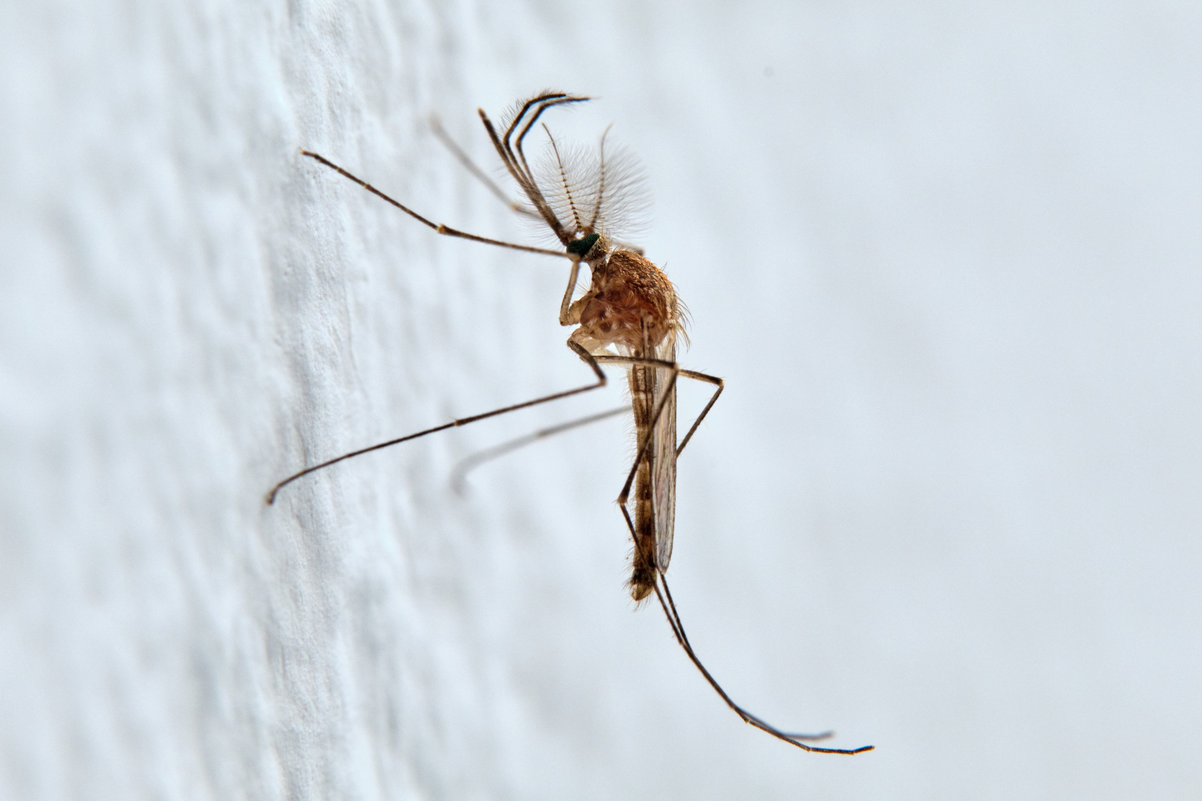 A Culiseta annulata mosquito, like the type found in Iceland for the first time. Photo: Shutterstock