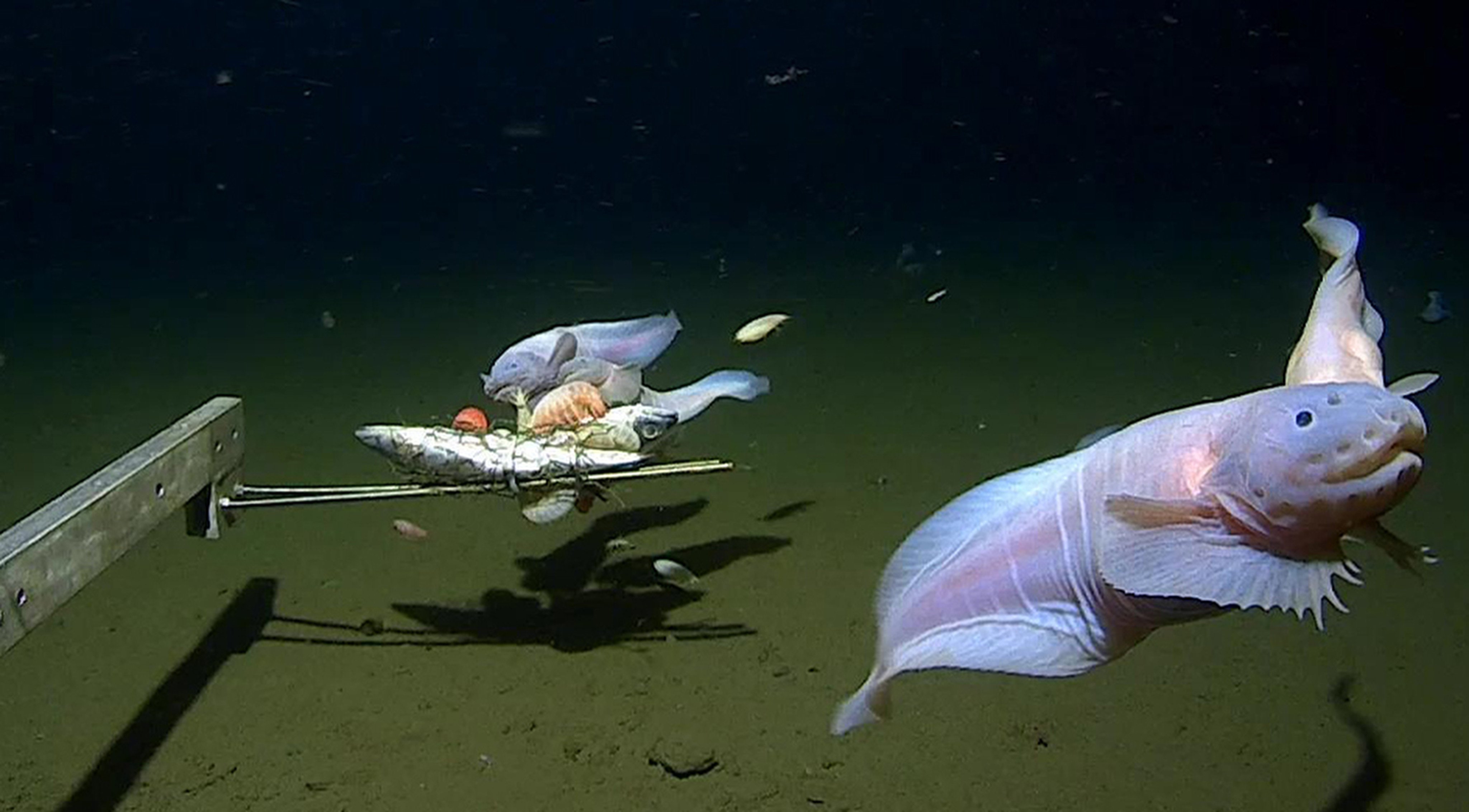 The snailfish captured with a camera 7,500-8,200 metres deep in the Izu-Ogasawara Trench. Photo: uwa.edu.au